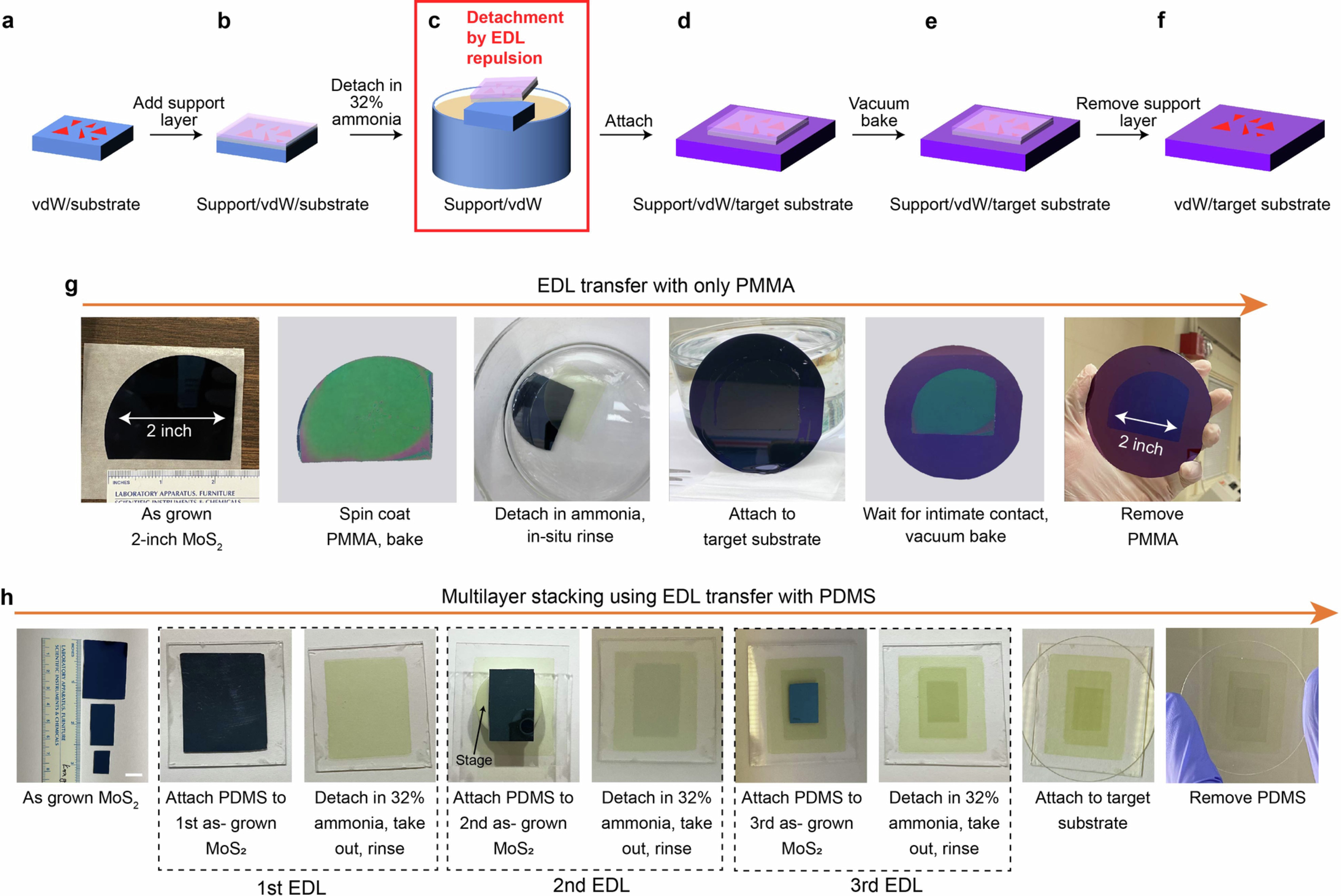 Extended Data Fig. 2: Process flows of EDL transfer and examples.