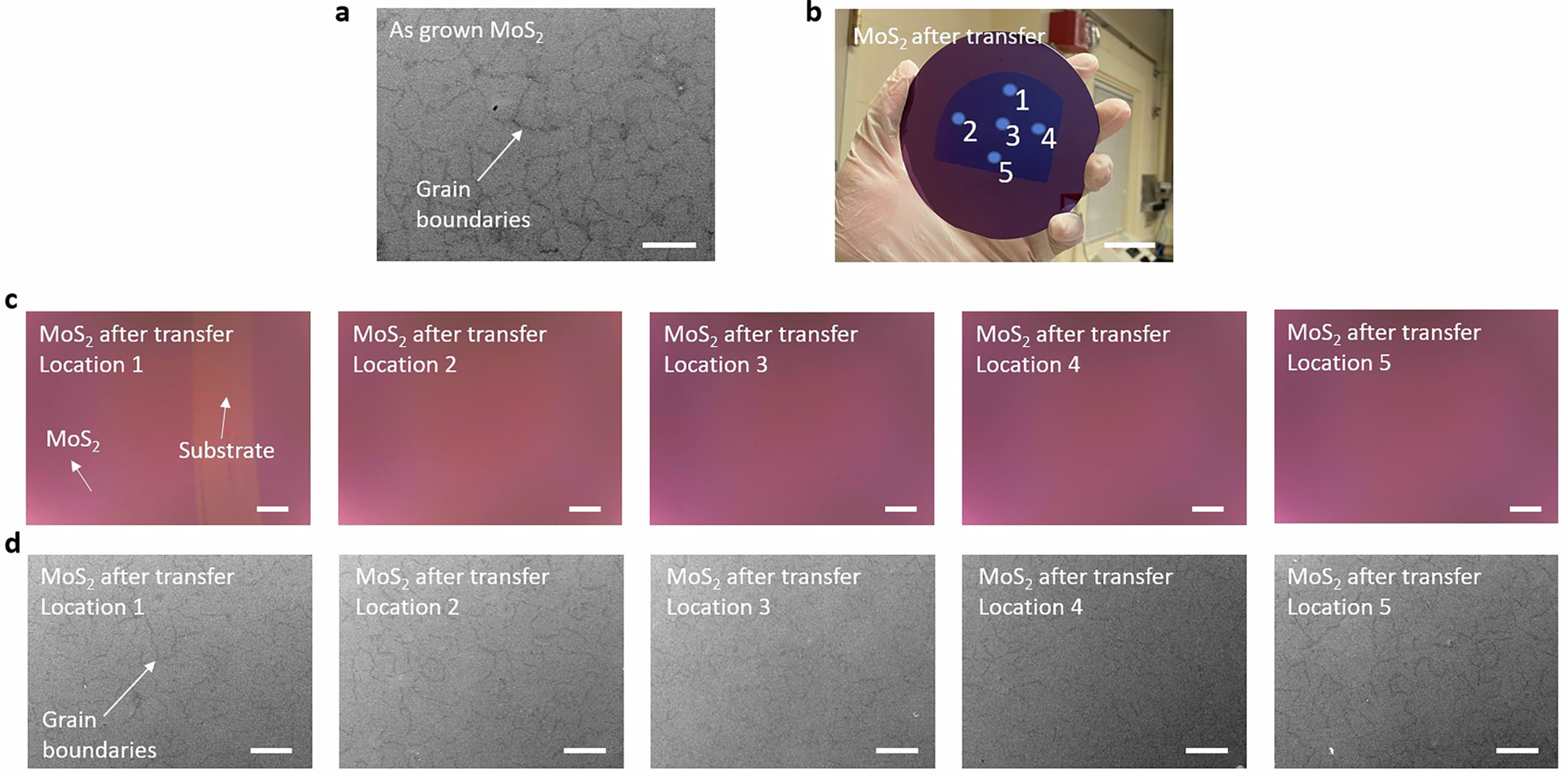 Extended Data Fig. 3: Optical and SEM images of 2-inch MoS2 transferred by EDL.