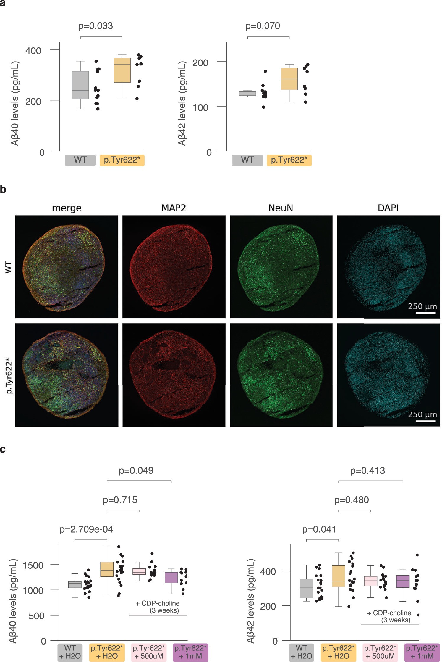 Extended Data Fig. 13: CDP-choline treatment in cortical organoids.