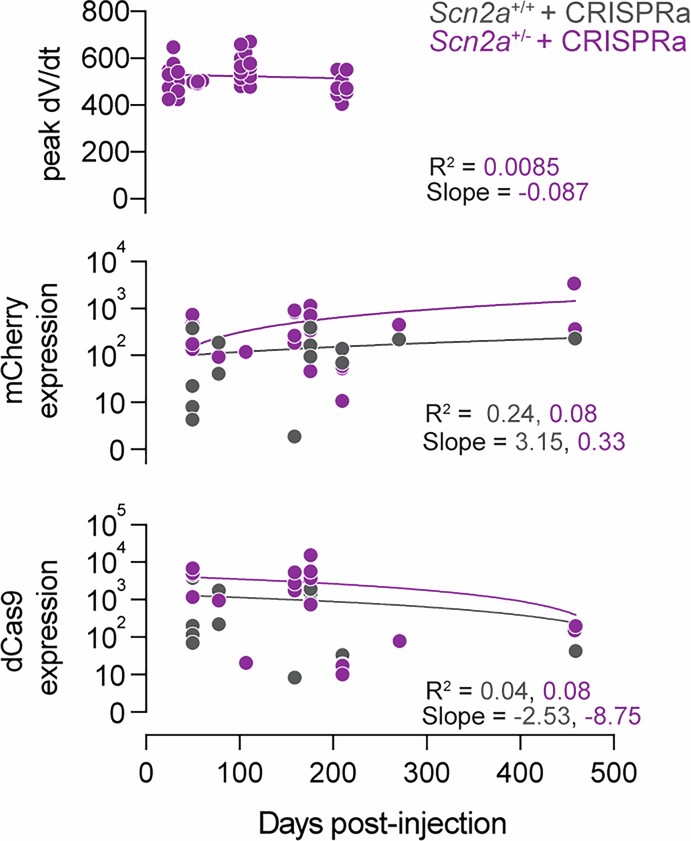 Extended Data Fig. 6: CRISPRa expression persists through 16 months post-systemic injection.