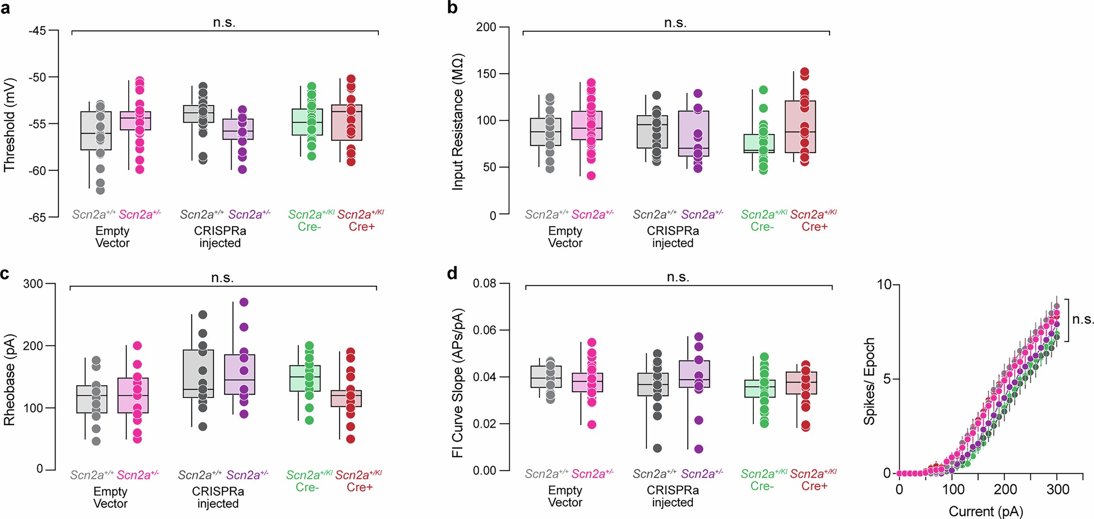 Extended Data Fig. 4: Intrinsic electrophysiology of Scn2a+/KI and CRISPRa treated neurons.