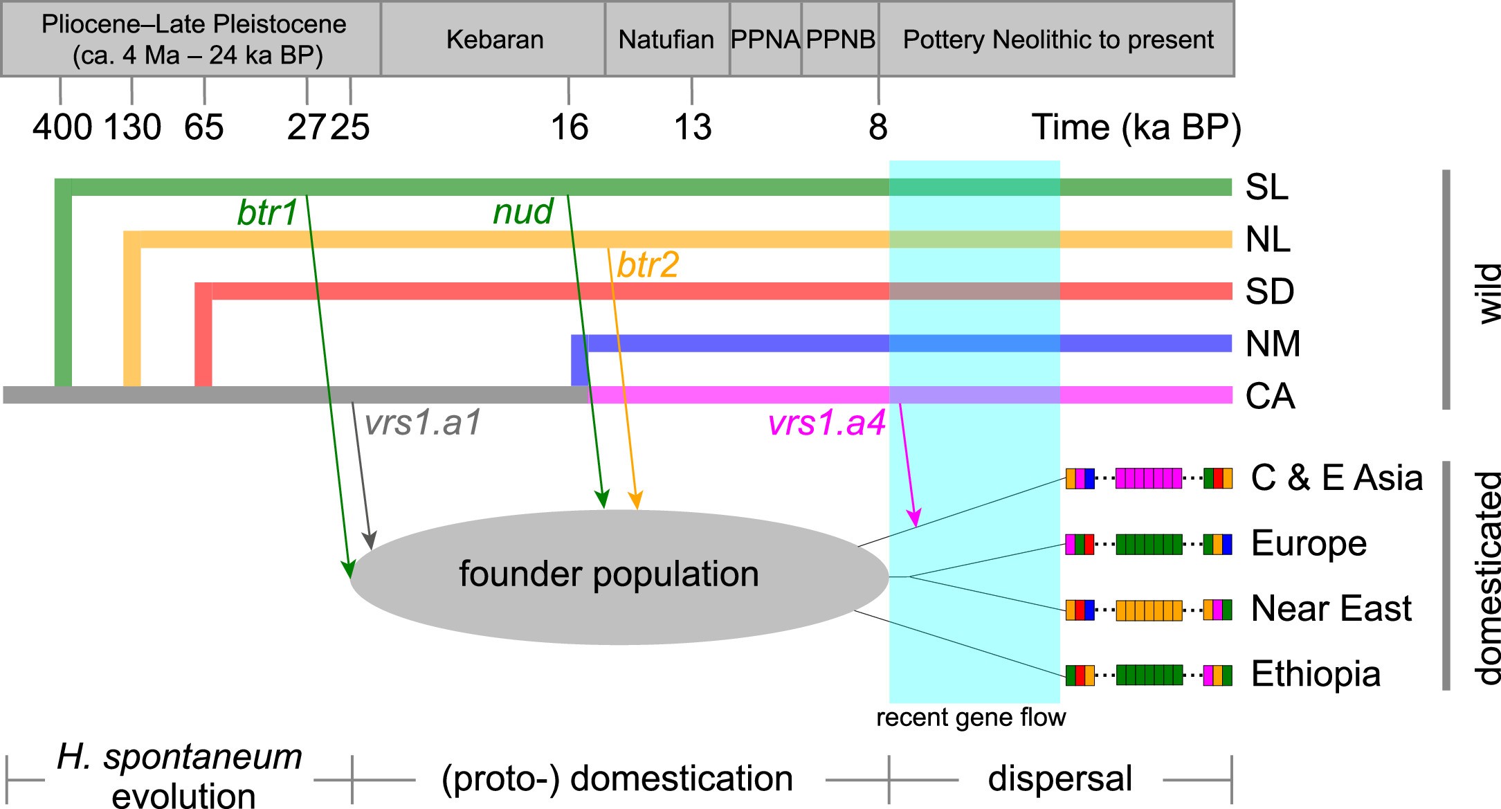 Extended Data Fig. 11: Schematic diagram of barley crop evolution.