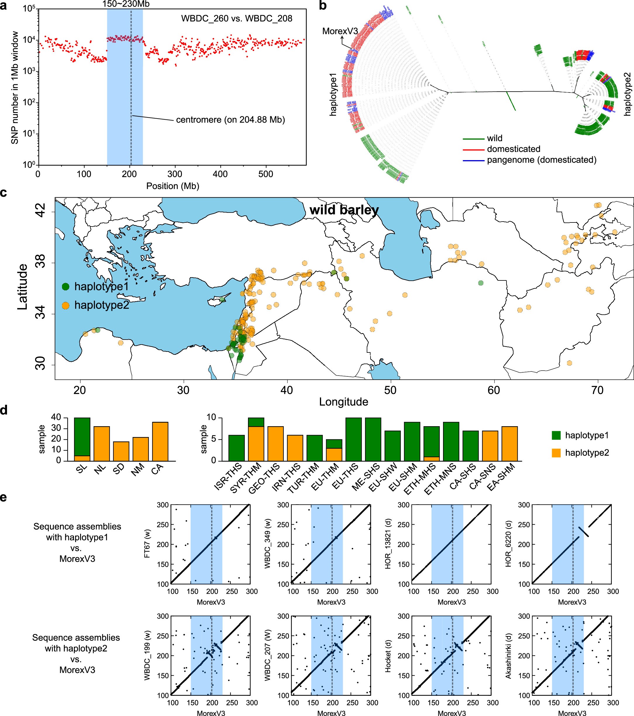 Extended Data Fig. 4: Deeply diverged pericentromic haplotypes on chromosome 5H.