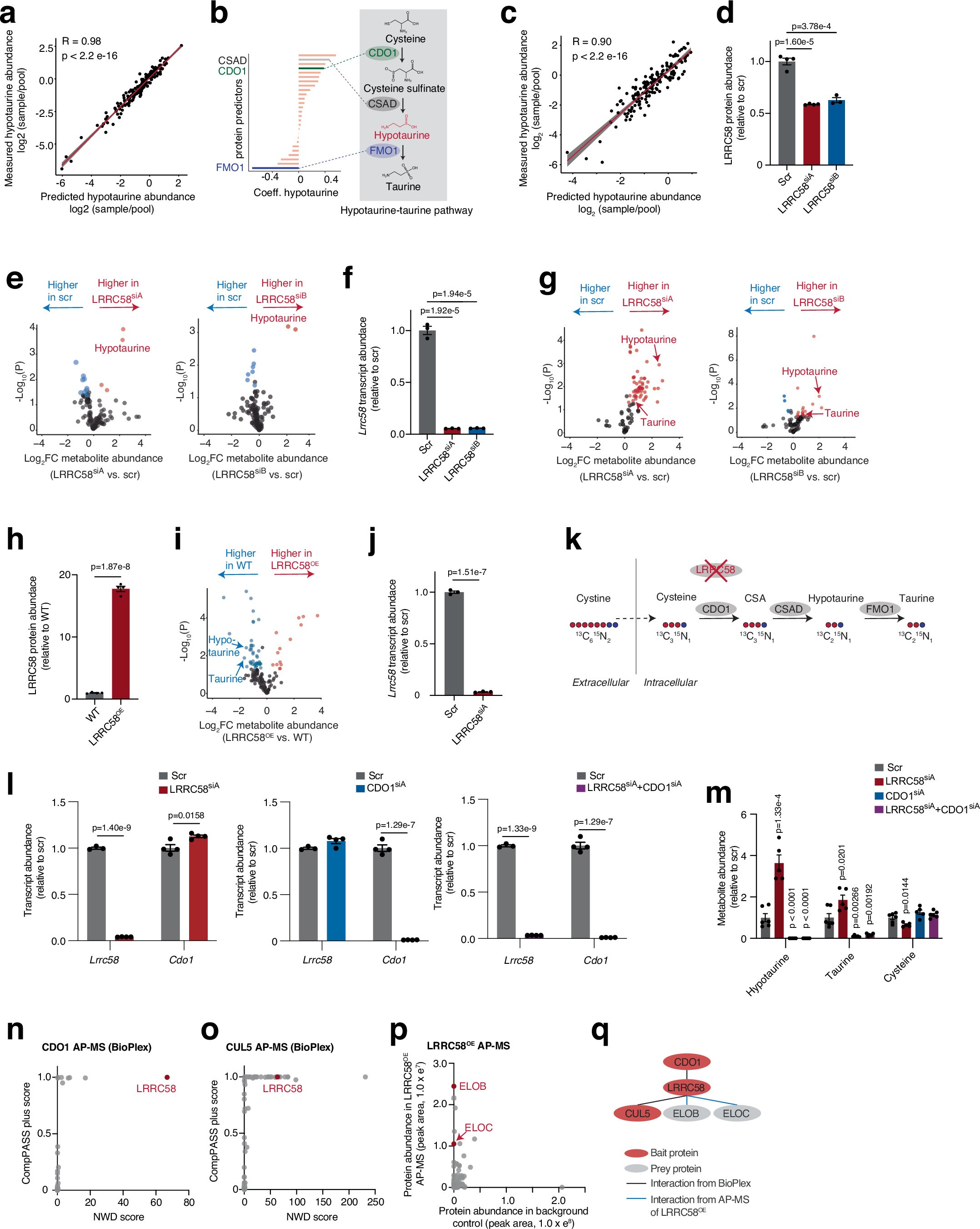Extended Data Fig. 6: Genetic manipulation of LRRC58 in the context of hypotaurine-taurine pathway.