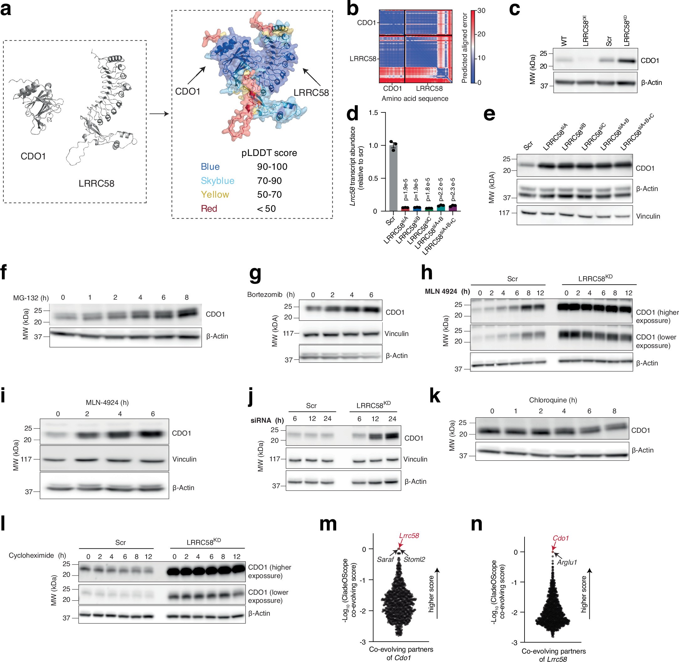 Extended Data Fig. 7: LRRC58 regulates CDO1 protein abundance.