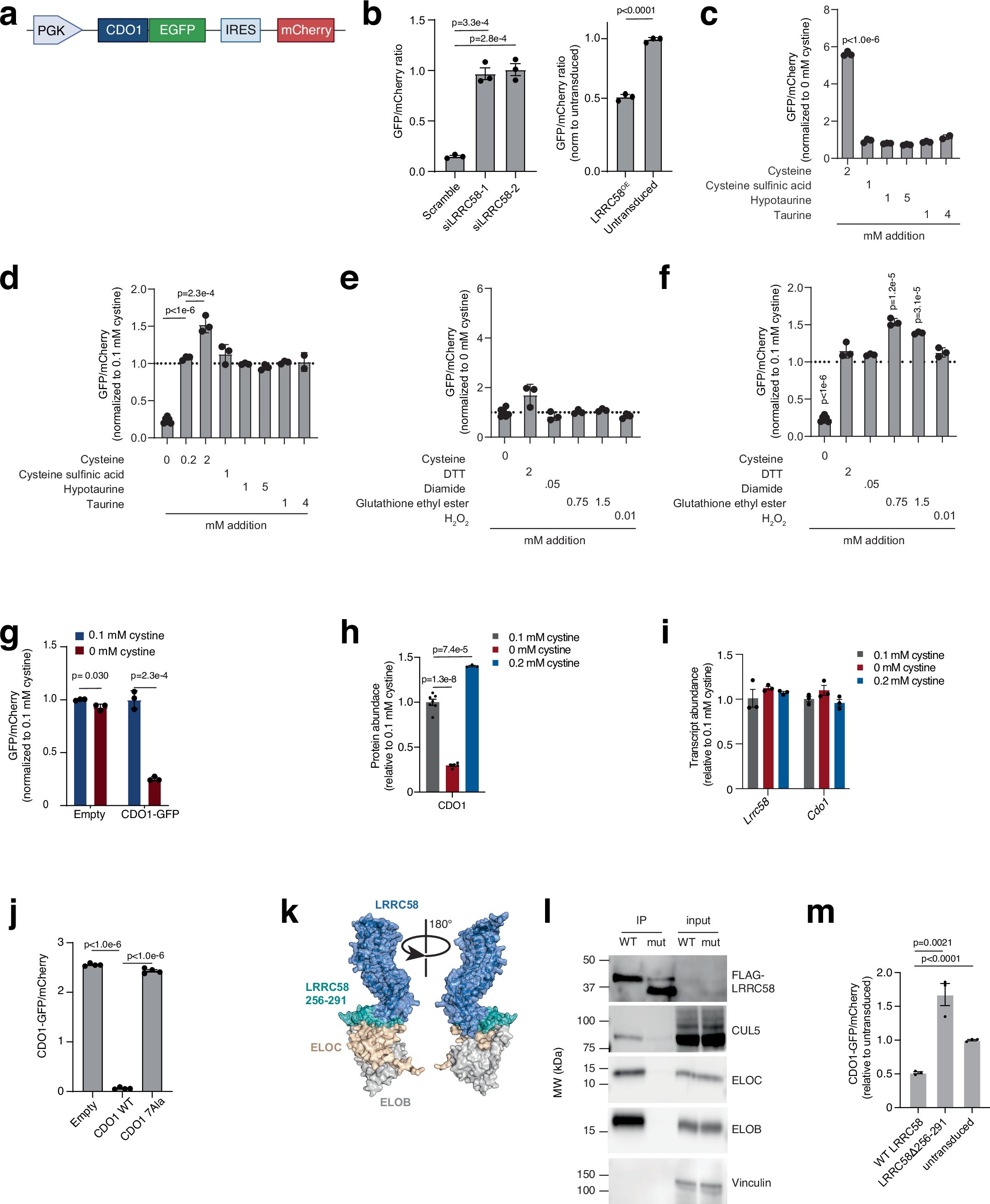 Extended Data Fig. 8: Cysteine is a signal regulating LRRC58-mediated CDO1 degradation.
