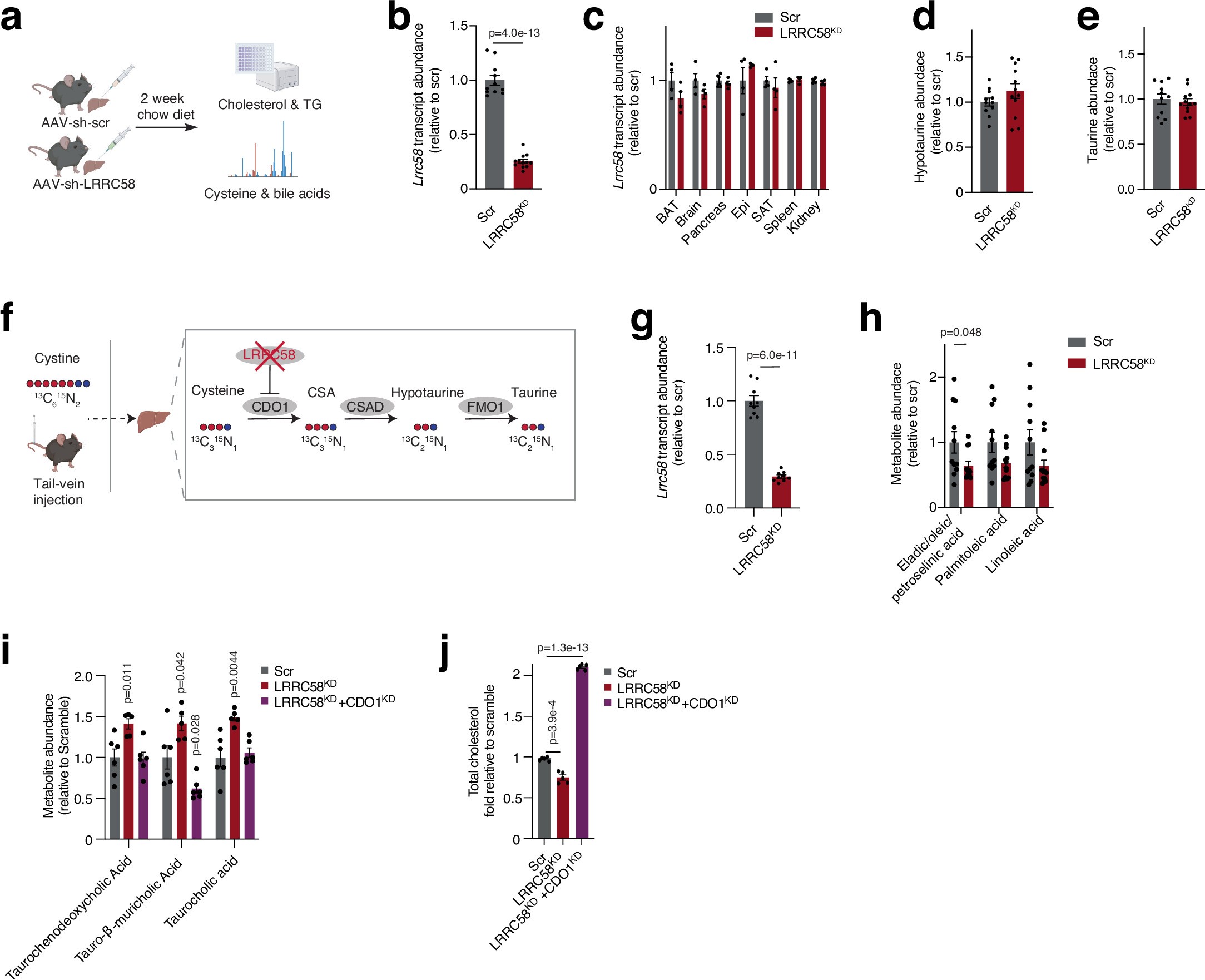 Extended Data Fig. 9: Proteomic and metabolomic changes in response to LRRC58 depletion in mouse liver.