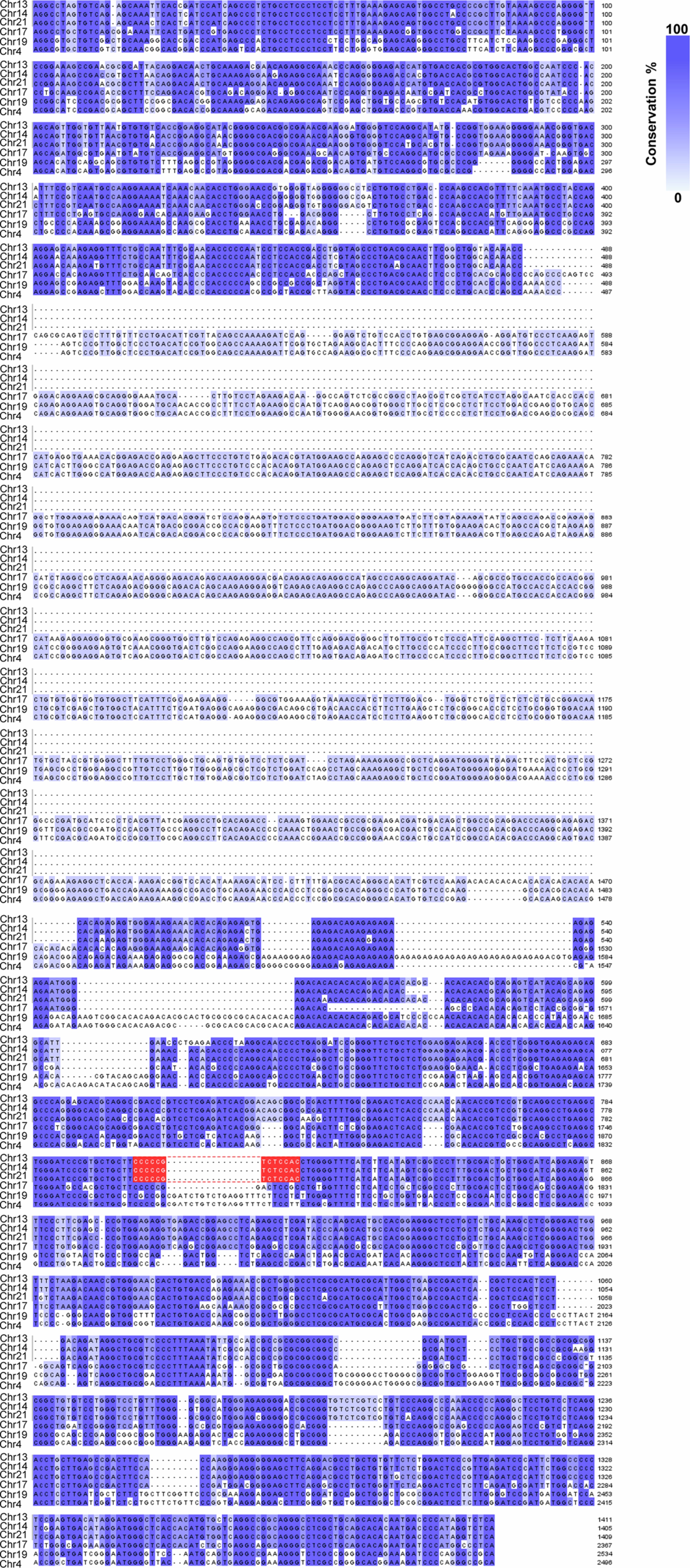 Extended Data Fig. 7: Sequence alignment comparison among SST1 monomer consensuses from each chromosome in CHM13 with a major array.