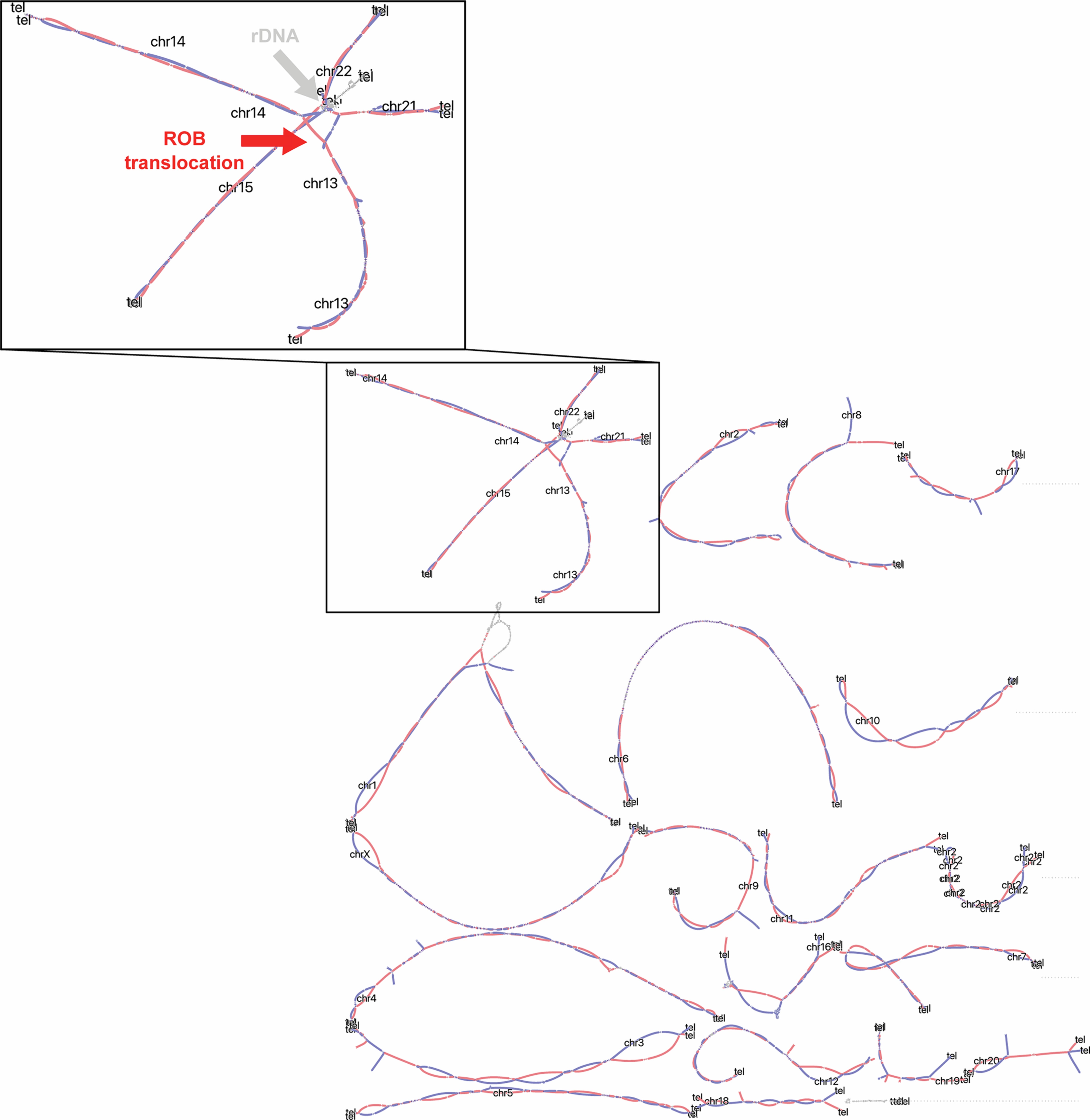Extended Data Fig. 3: Assembly graphs of the t(13;14)-bearing GM04890 cell line.