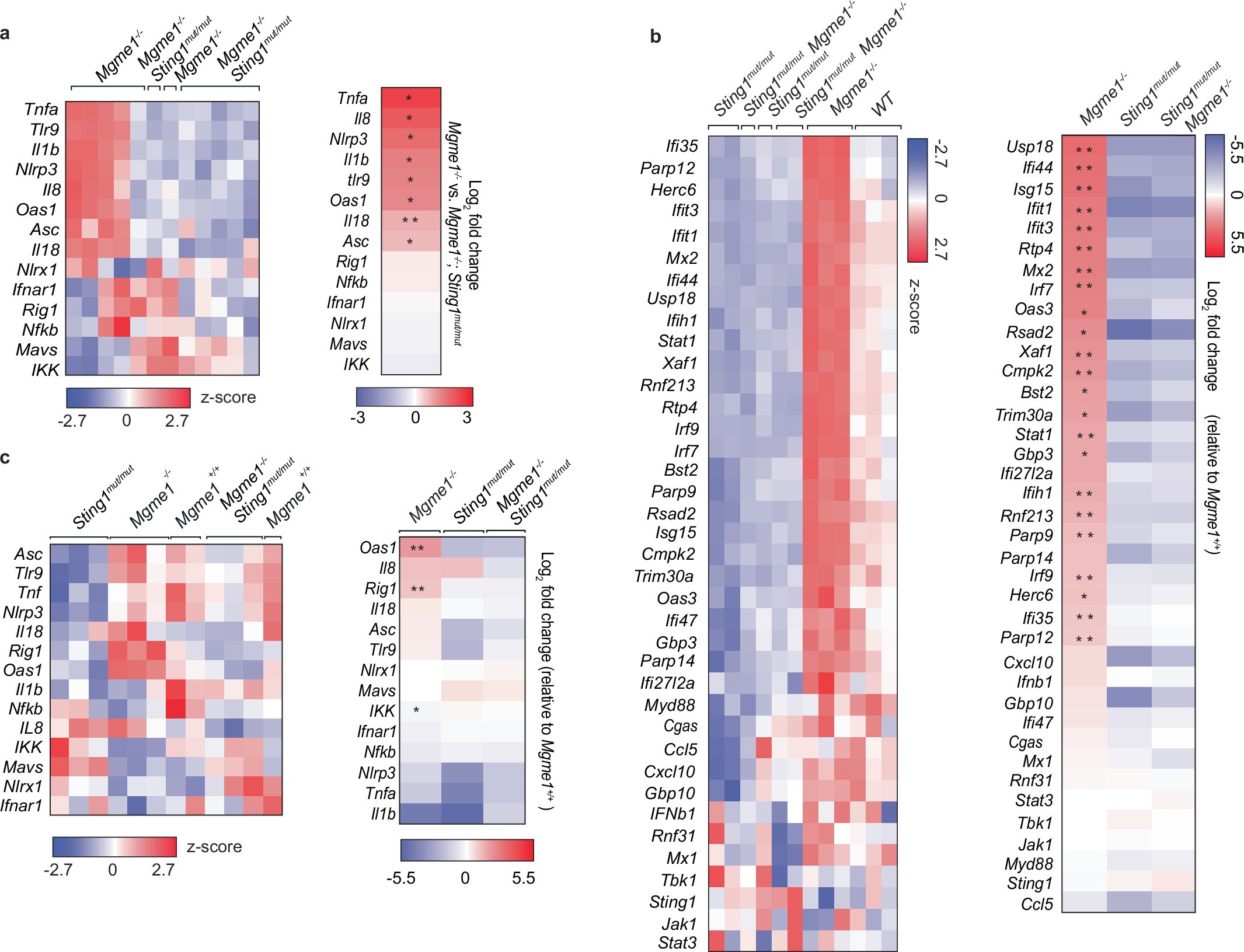 Extended Data Fig. 2: cGAS-STING-dependent signalling upon MGME1 loss.