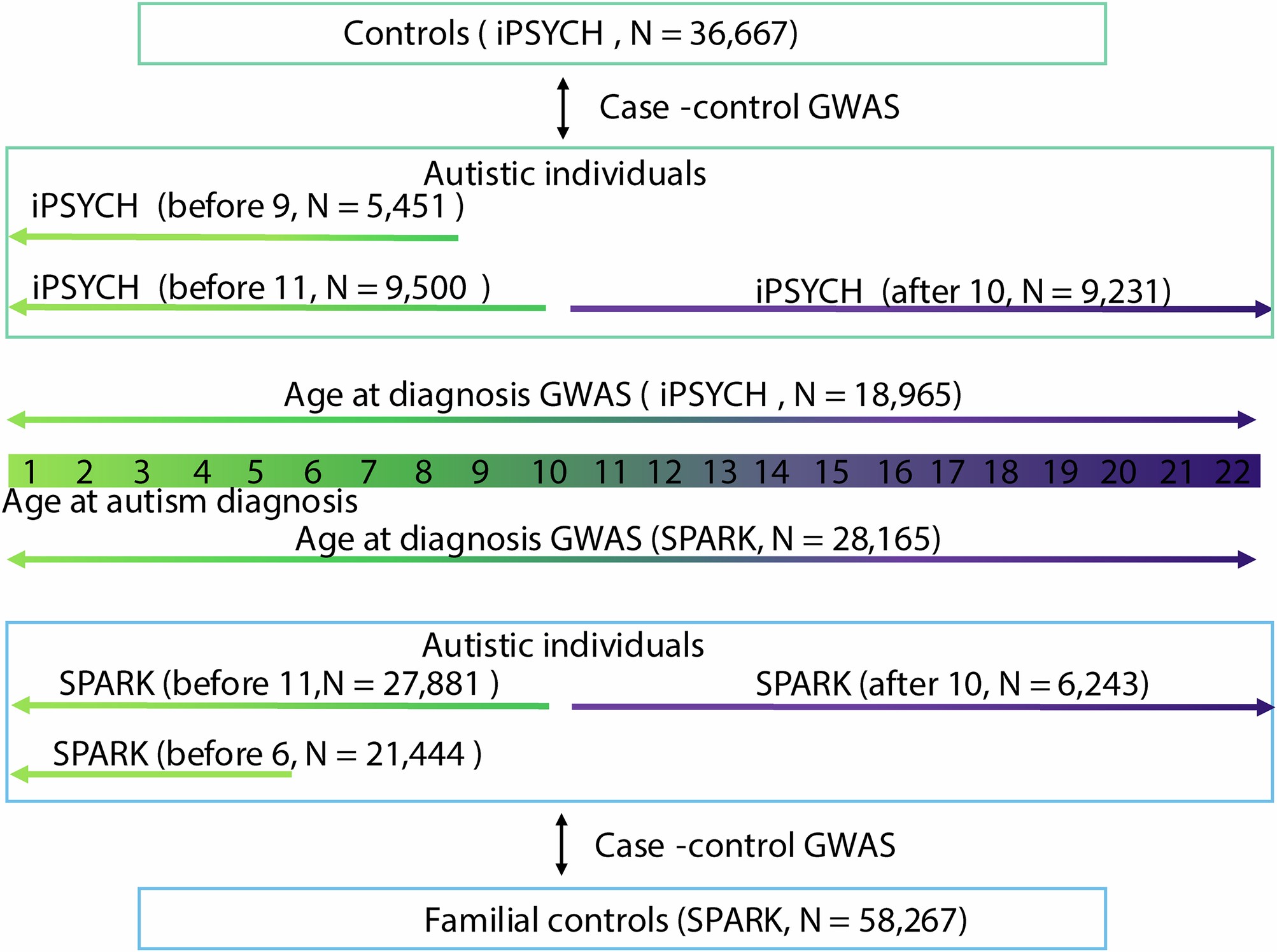 Extended Data Fig. 5: Schematic diagram of age at autism diagnosis GWAS and age stratified autism GWAS.