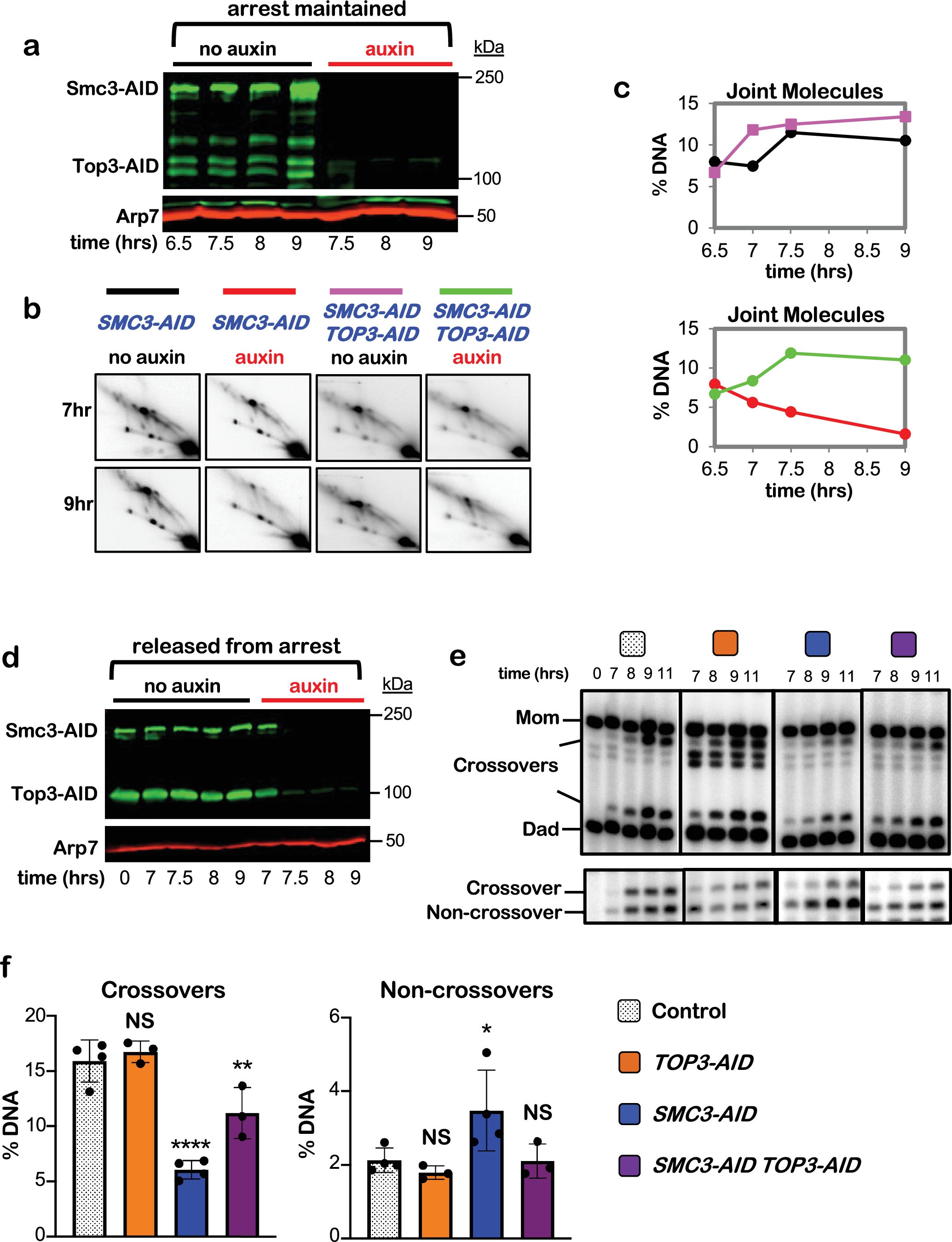 Extended Data Fig. 6: Cohesin protects dHJs from dissolution by the STR/BLM complex.
