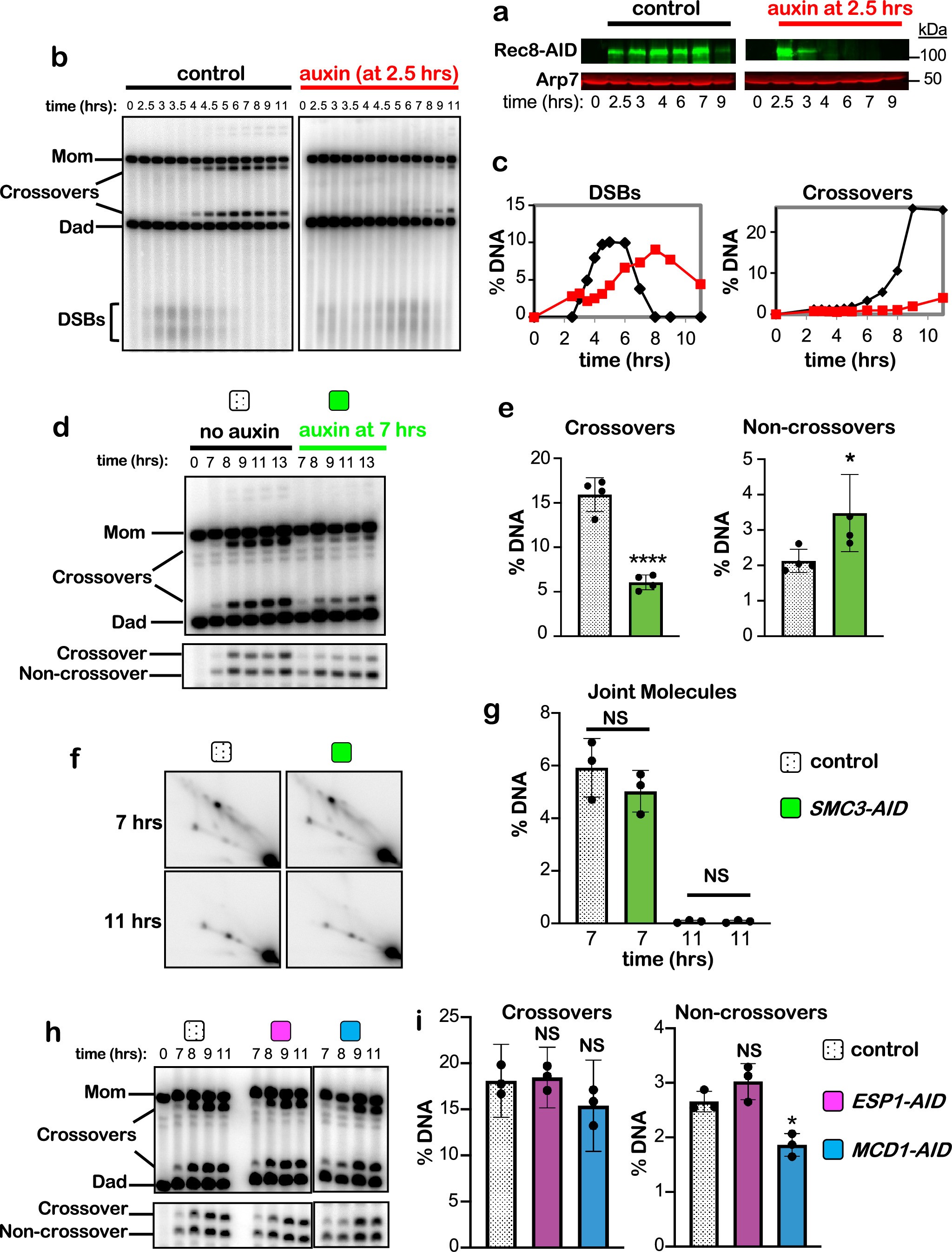 Extended Data Fig. 2: Early functions of Rec8 and roles of Smc3, Kleisin Mdc1Rad21, and Separase Esp1 in crossover-specific dHJ resolution.