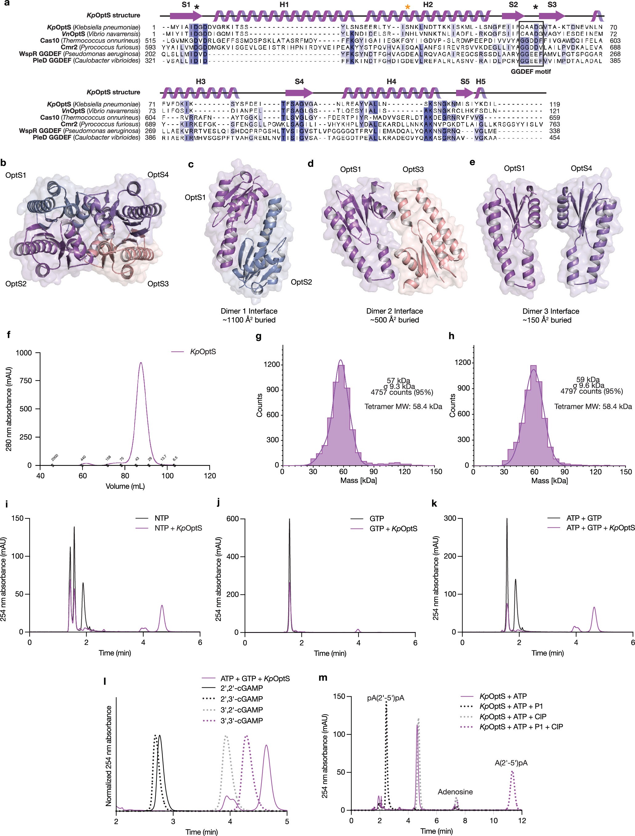 Extended Data Fig. 2: Oligomeric state analysis and biochemical profiling of KpOptS.