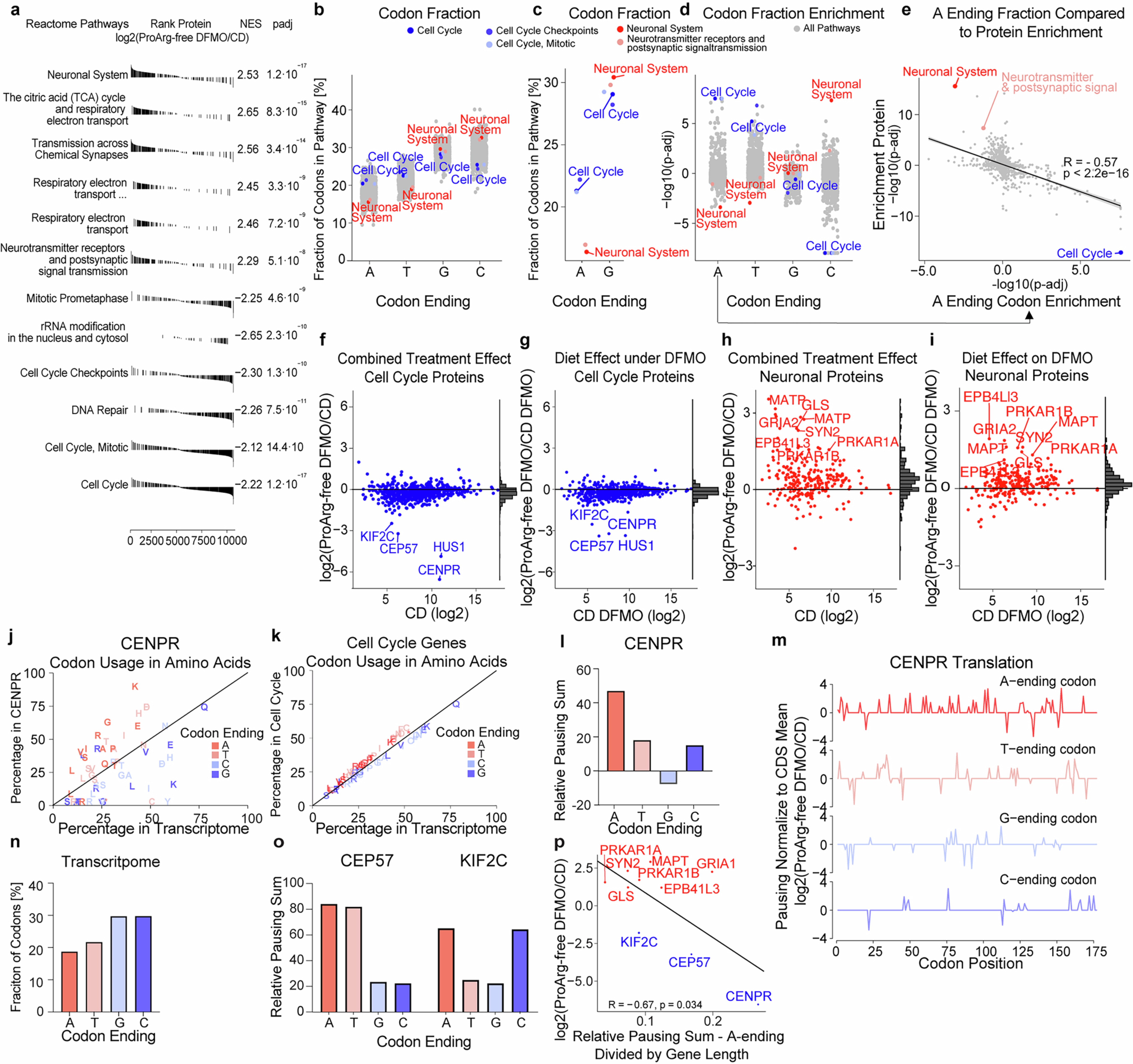 Extended Data Fig. 7: Adenosine-ending codon frequency correlates with translation defects.