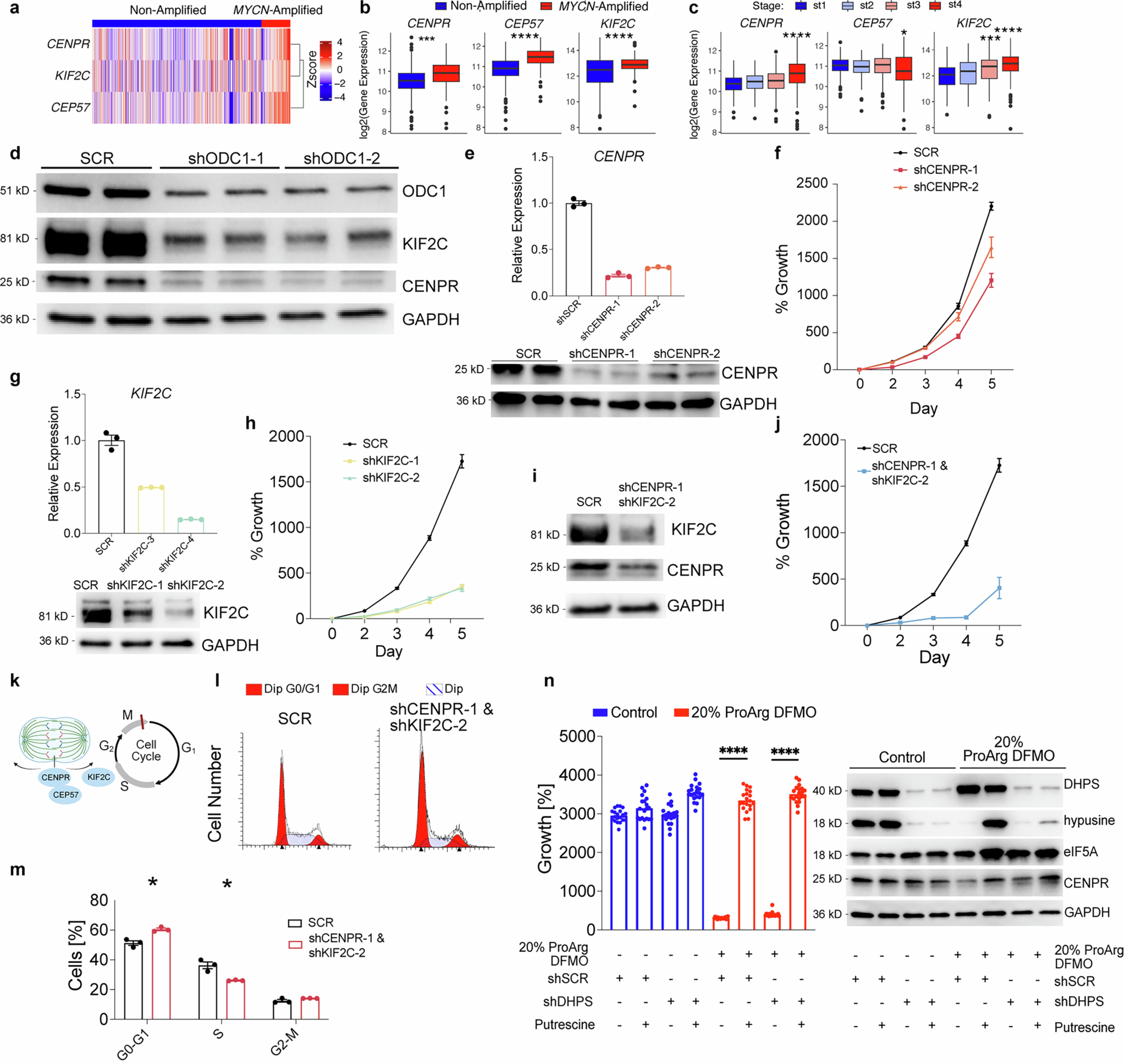Extended Data Fig. 8: Downregulated cell cycles proteins identified in vivo contribute to growth reduction in vitro.