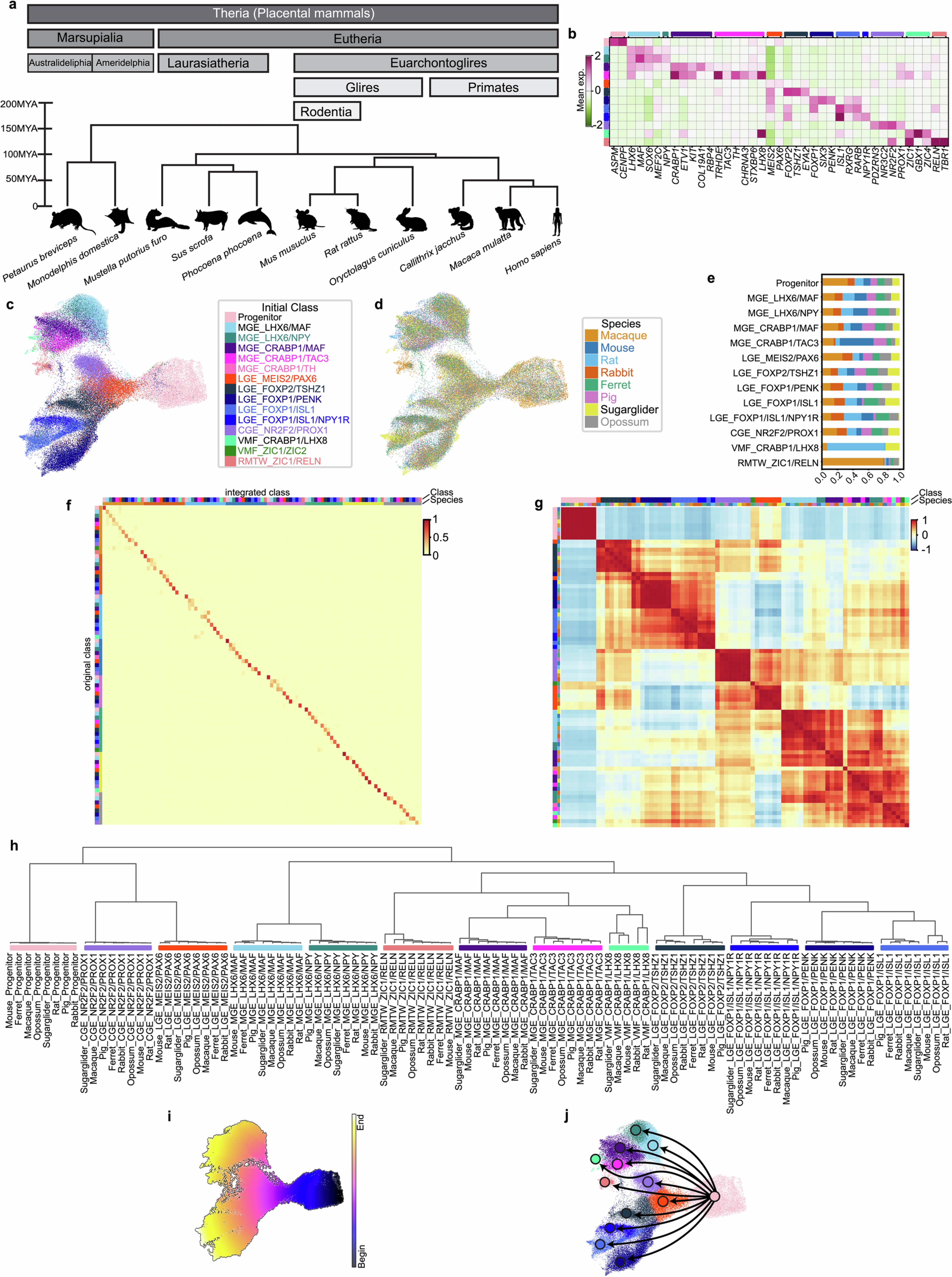 Extended Data Fig. 1: Integrated clustering of inhibitory neurons across placental mammal telencephalon development.