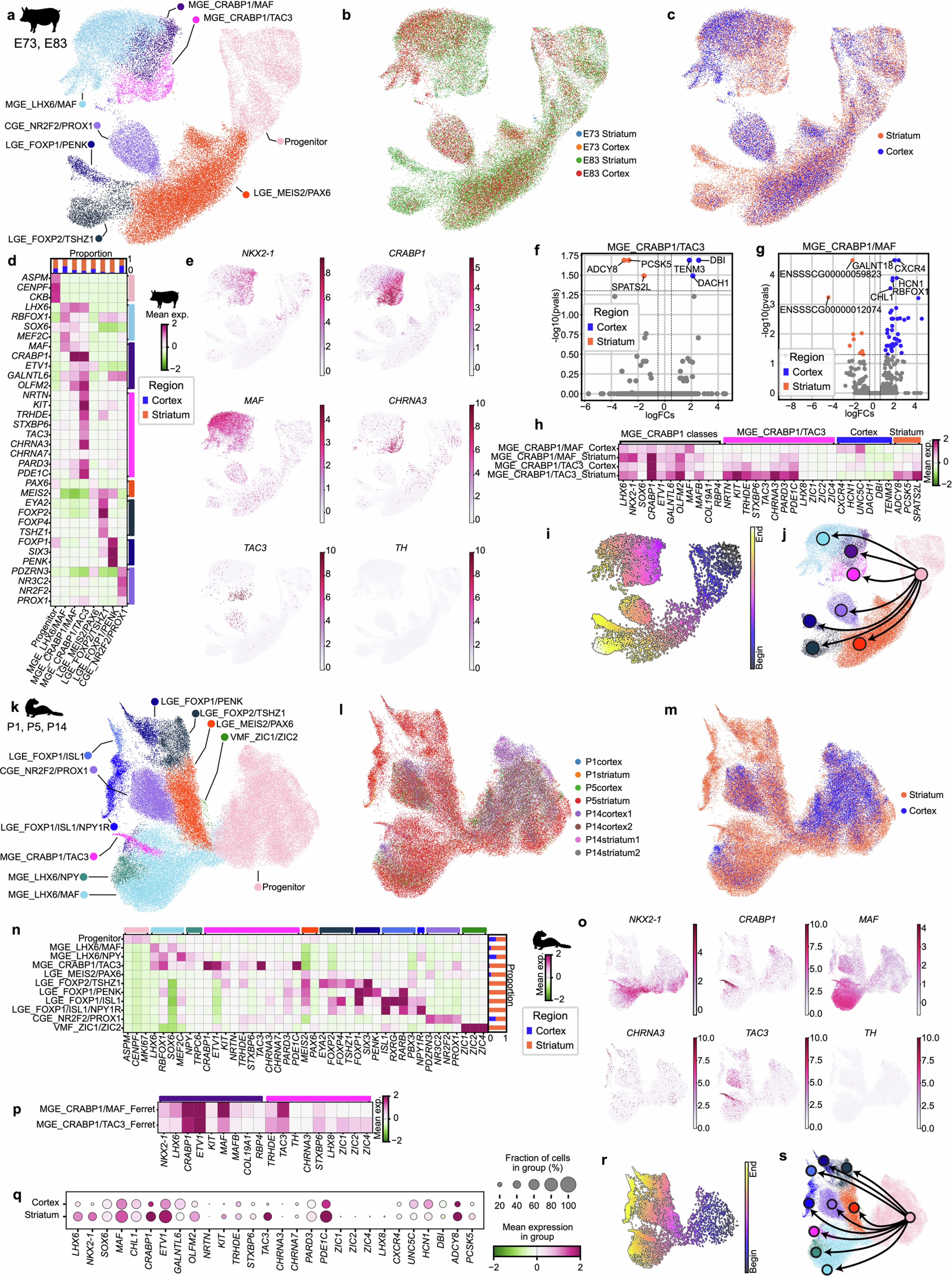 Extended Data Fig. 4: Survey of inhibitory neuron initial classes in the developing pig and ferret brain.