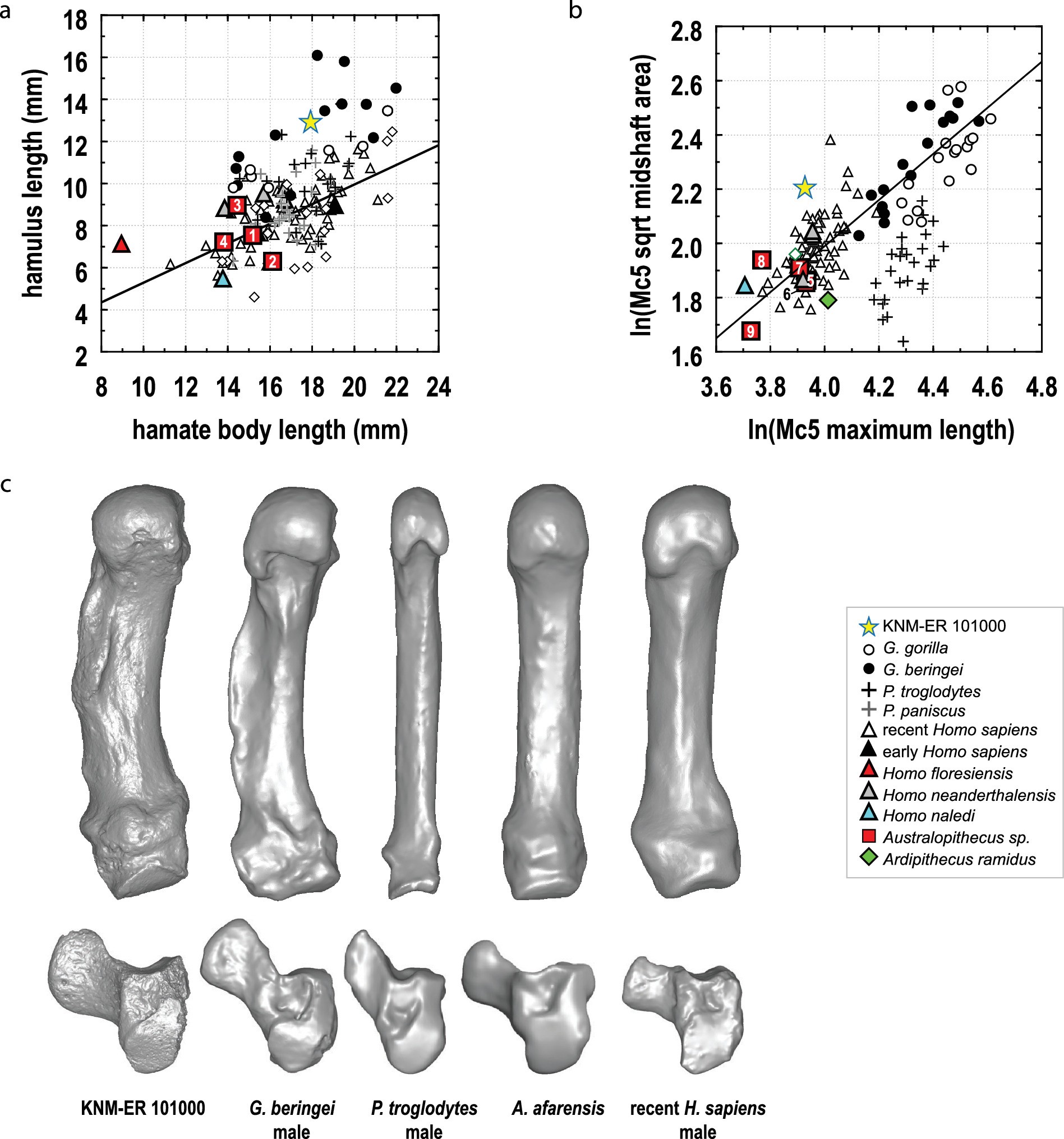Extended Data Fig. 6: Hypothenar morphology in KNM-ER 101000.