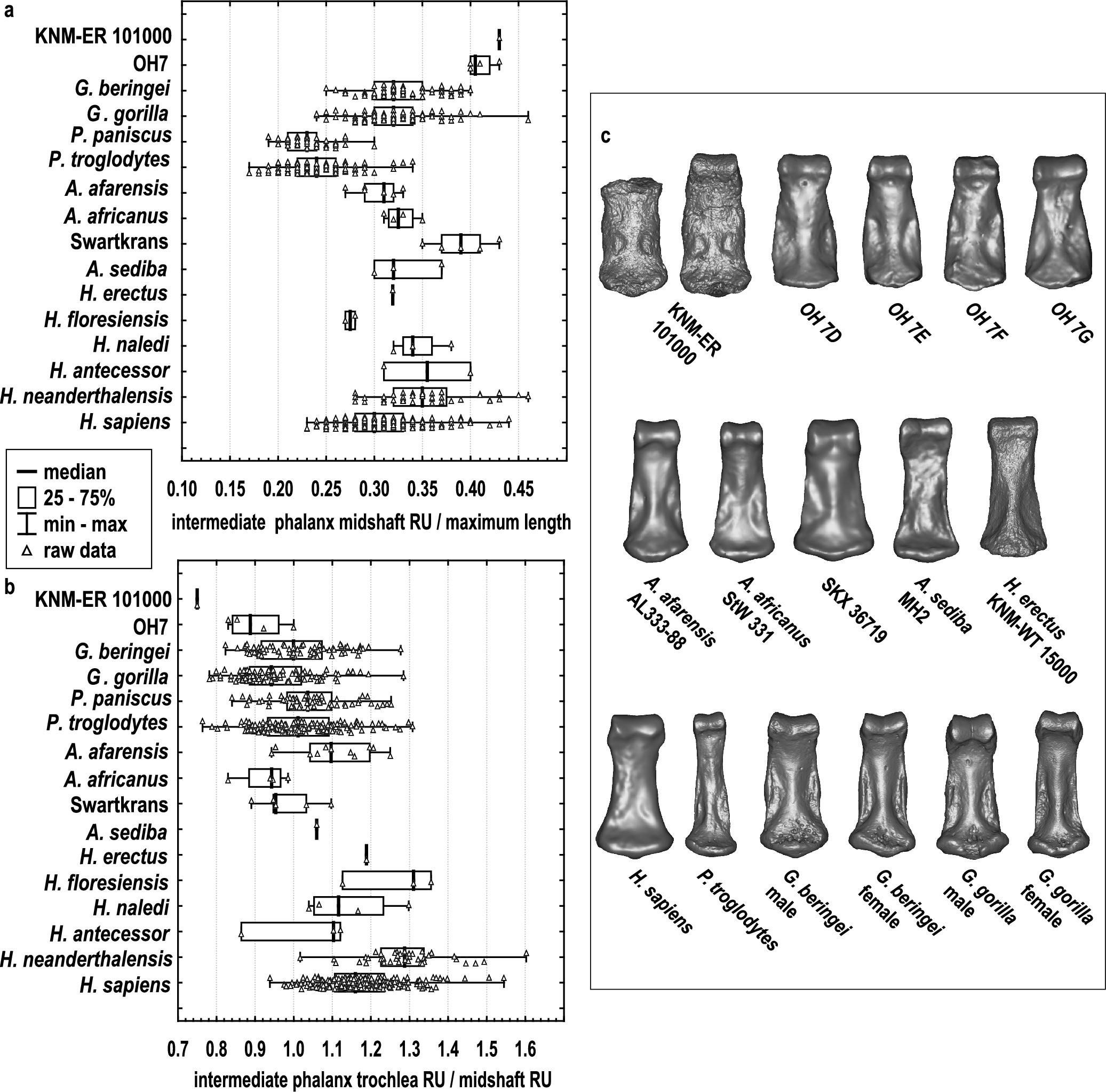 Extended Data Fig. 8: Manual intermediate phalanx robusticity in KNM-ER 101000.