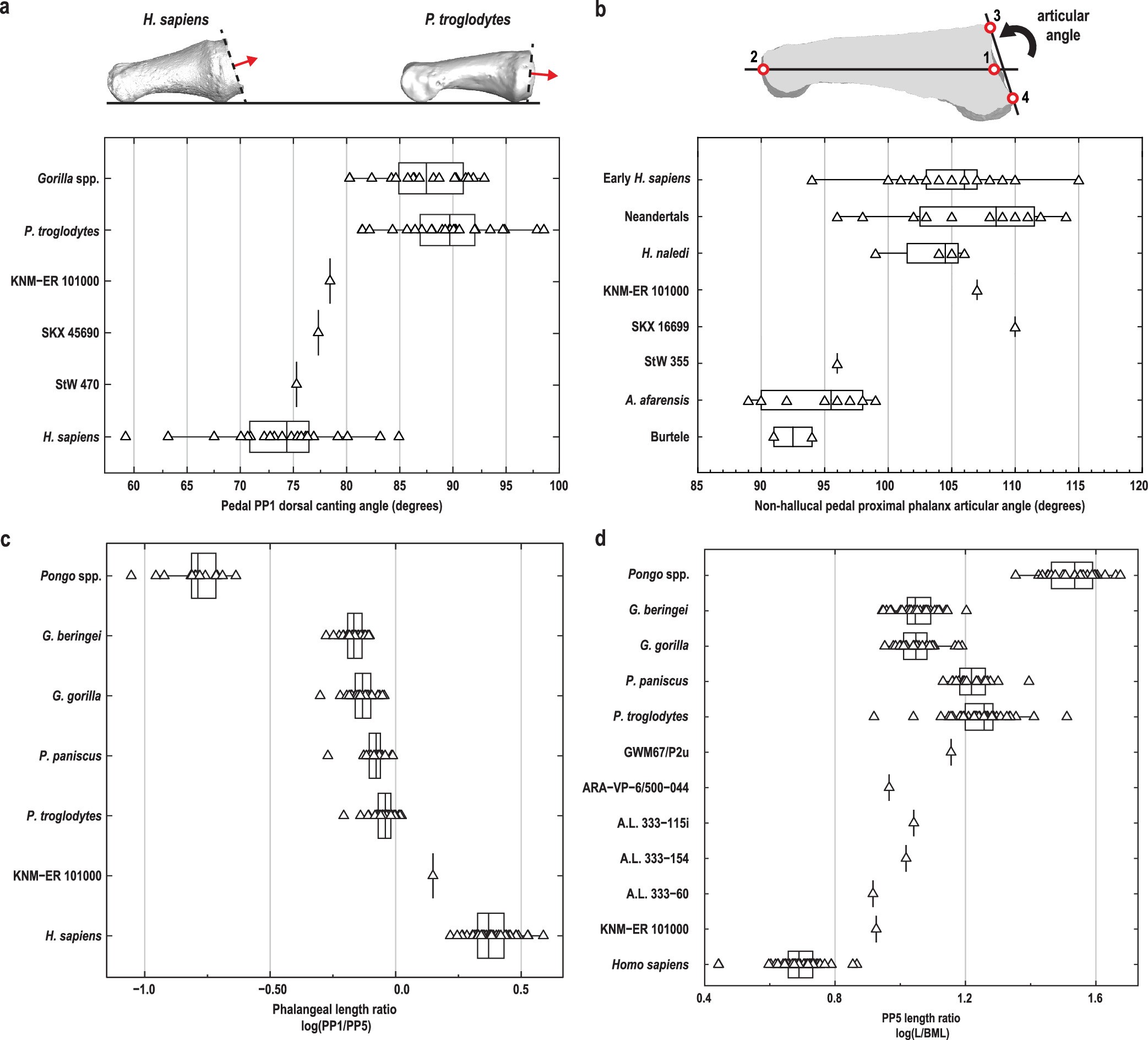 Extended Data Fig. 9: Pedal proximal phalanx morphology in KNM-ER 101000.