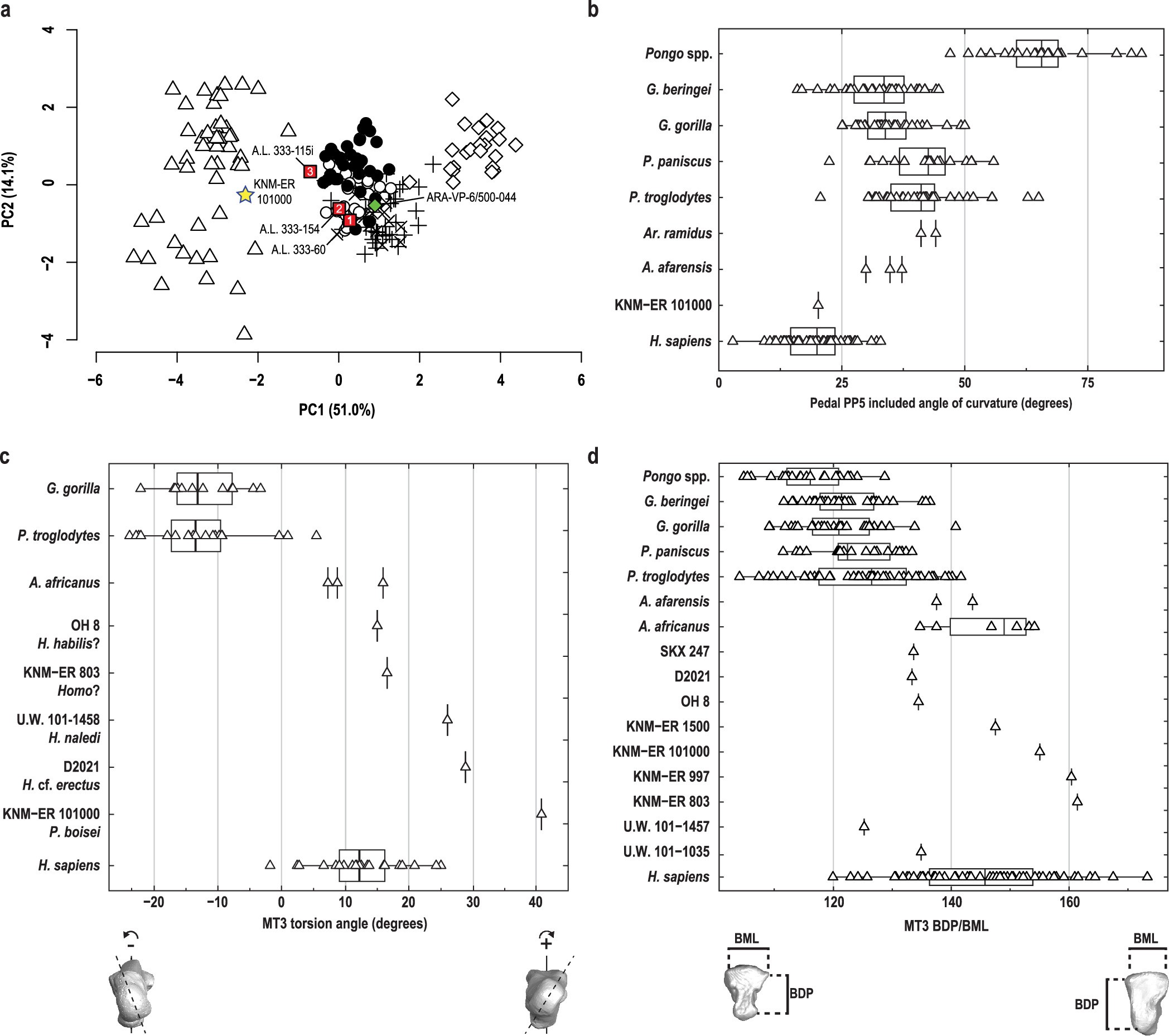 Extended Data Fig. 10: Pedal proximal phalanx shape and metatarsal torsion in KNM-ER 101000.