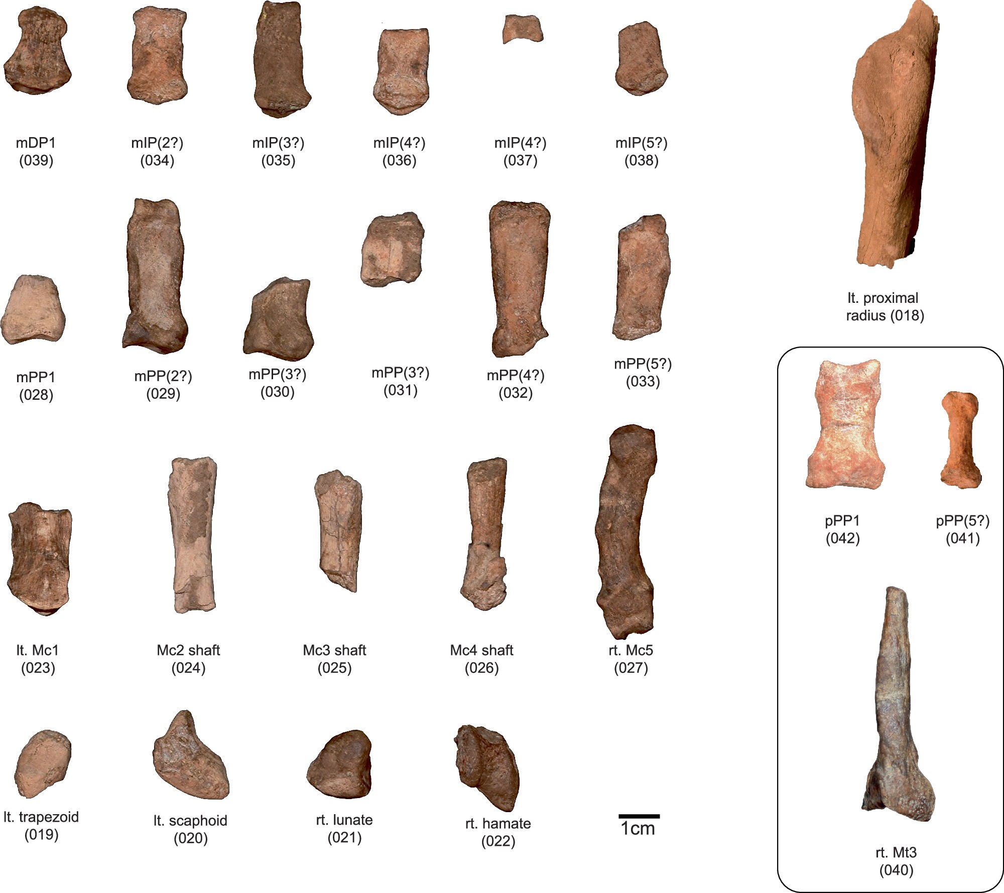 Extended Data Fig. 1: Postcranial remains of KNM-ER 101000.