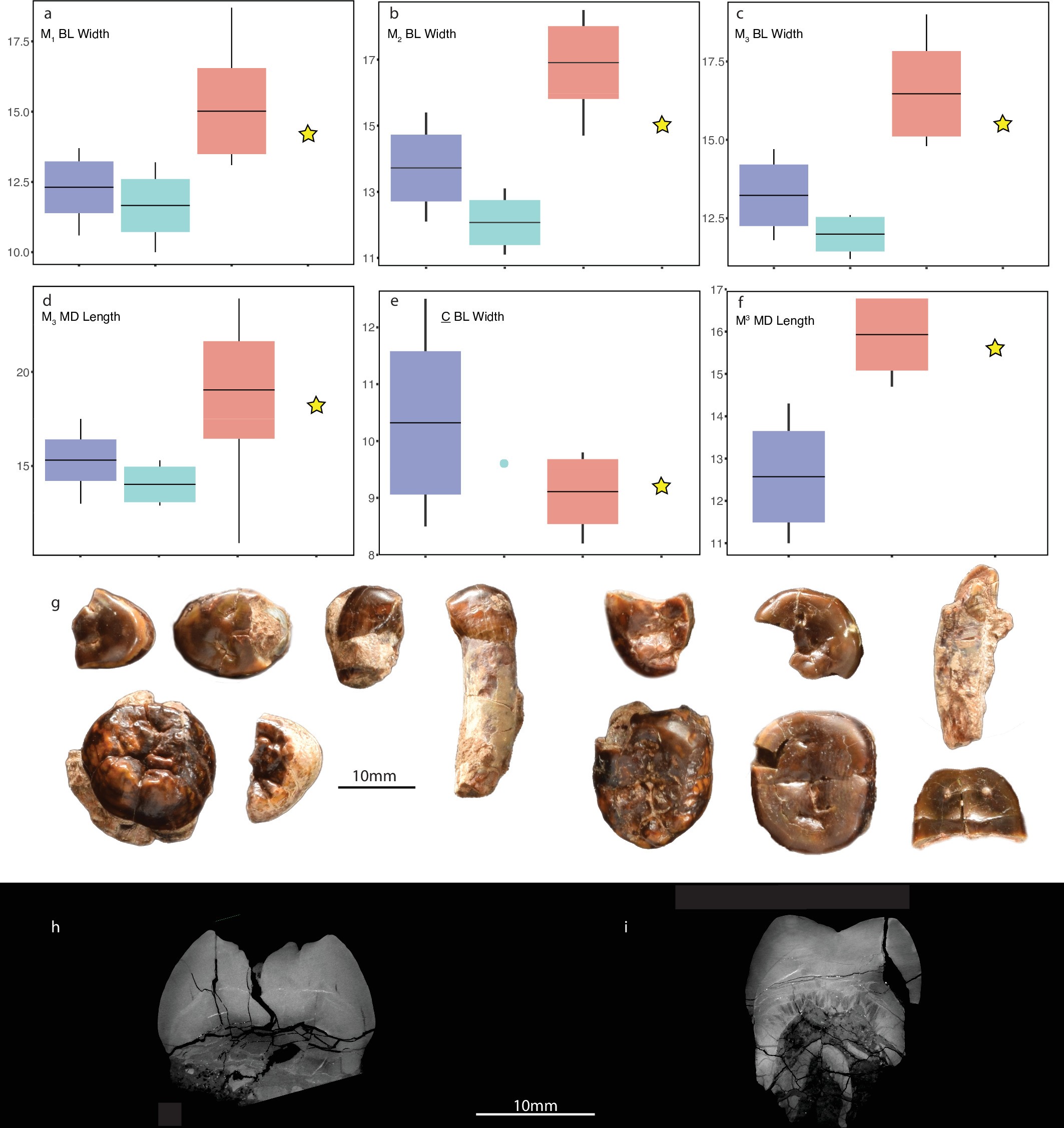 Extended Data Fig. 2: a-f) KNM-ER 101000 dentition and comparative dental metrics.