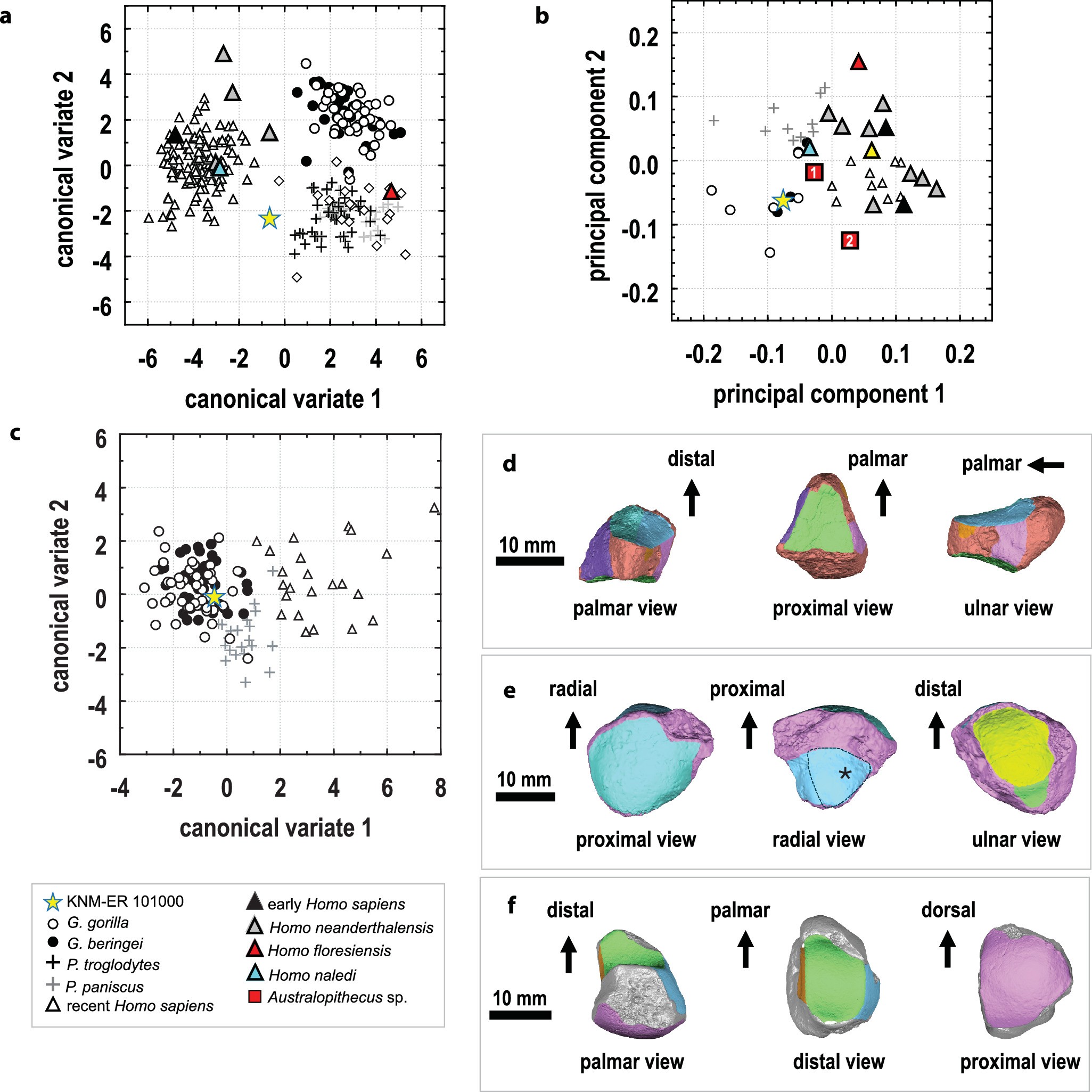 Extended Data Fig. 5: Morphology of the trapezoid, scaphoid, and lunate in KNM-ER 101000.