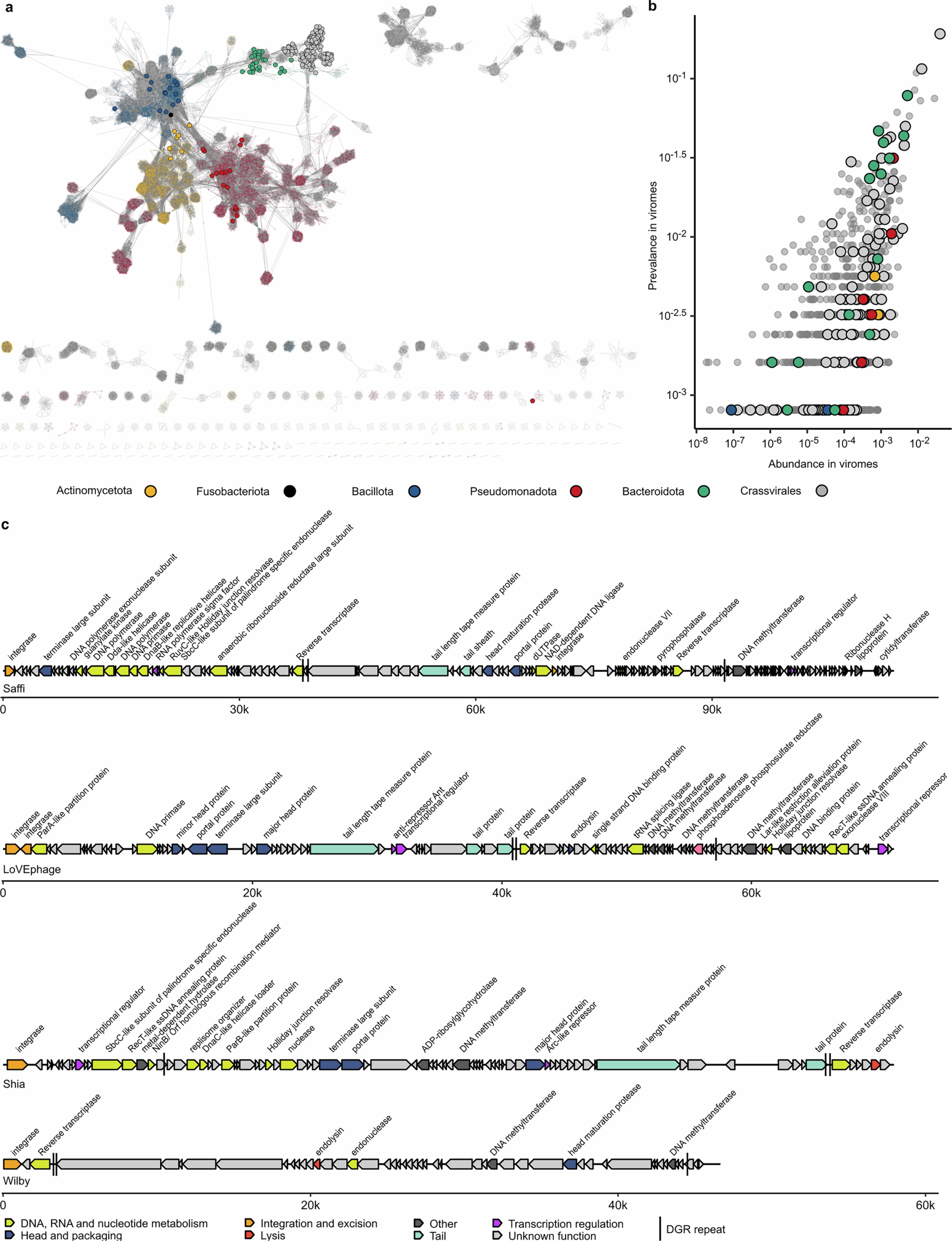 Extended Data Fig. 3: Phage species diversity and genomes with double variable repeat DGRs.