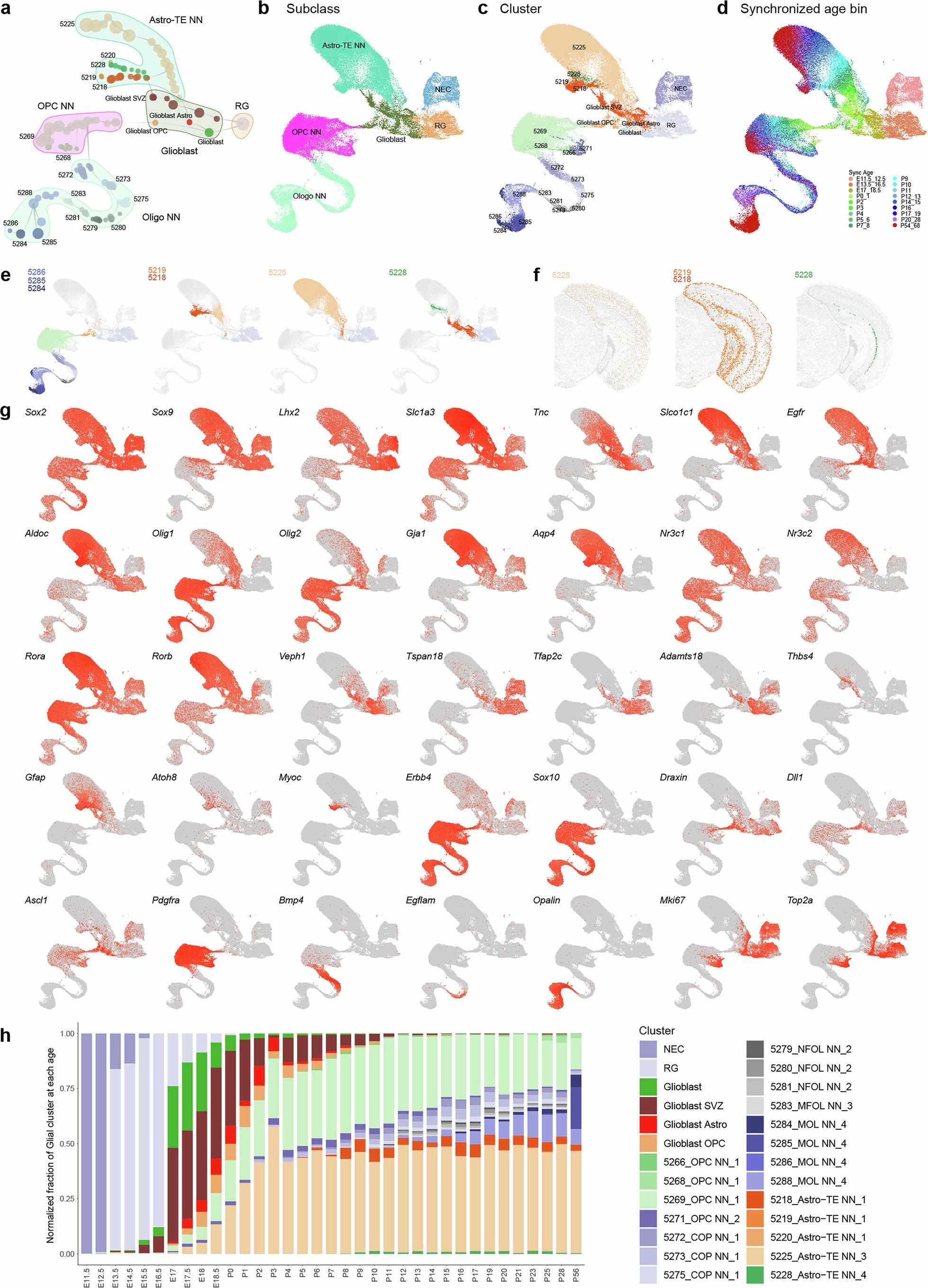 Extended Data Fig. 8: Developmental trajectories of visual cortex Glia cell types.