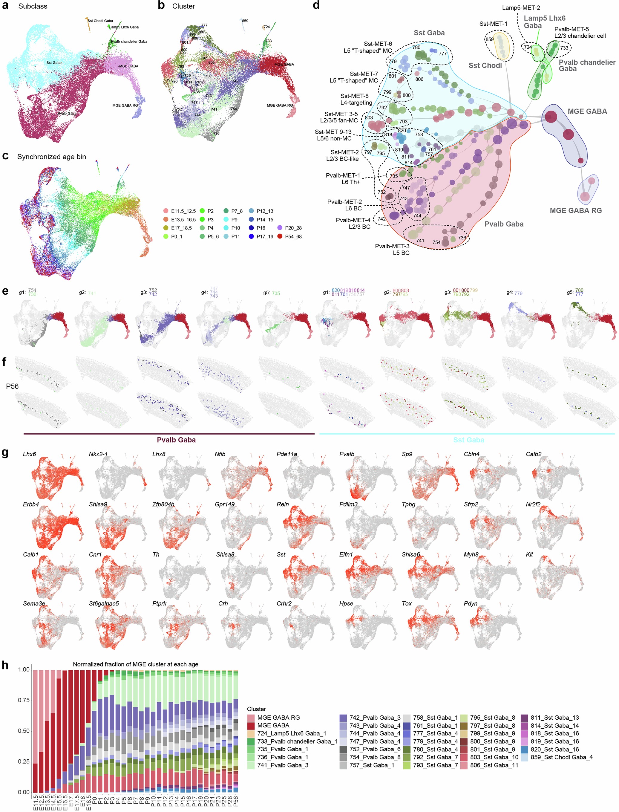 Extended Data Fig. 9: Developmental trajectories of visual cortex MGE GABA cell types.