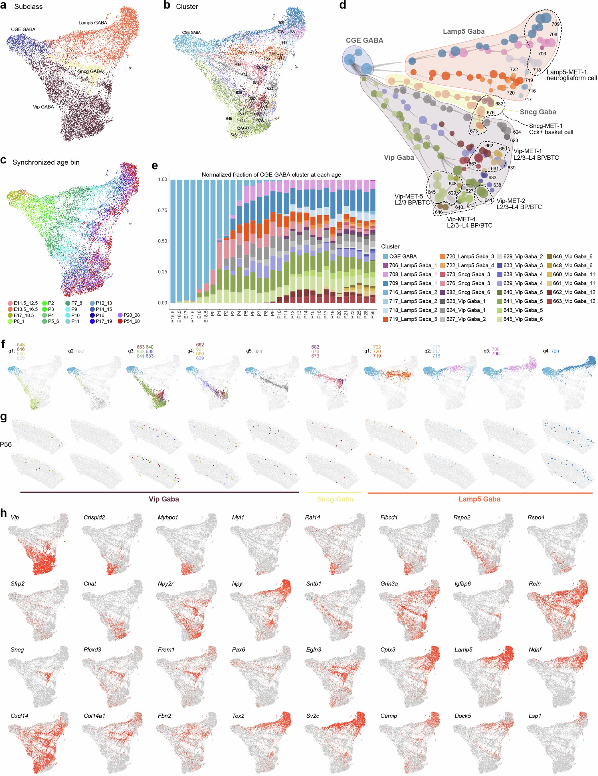 Extended Data Fig. 10: Developmental trajectories of visual cortex CGE GABA cell types.