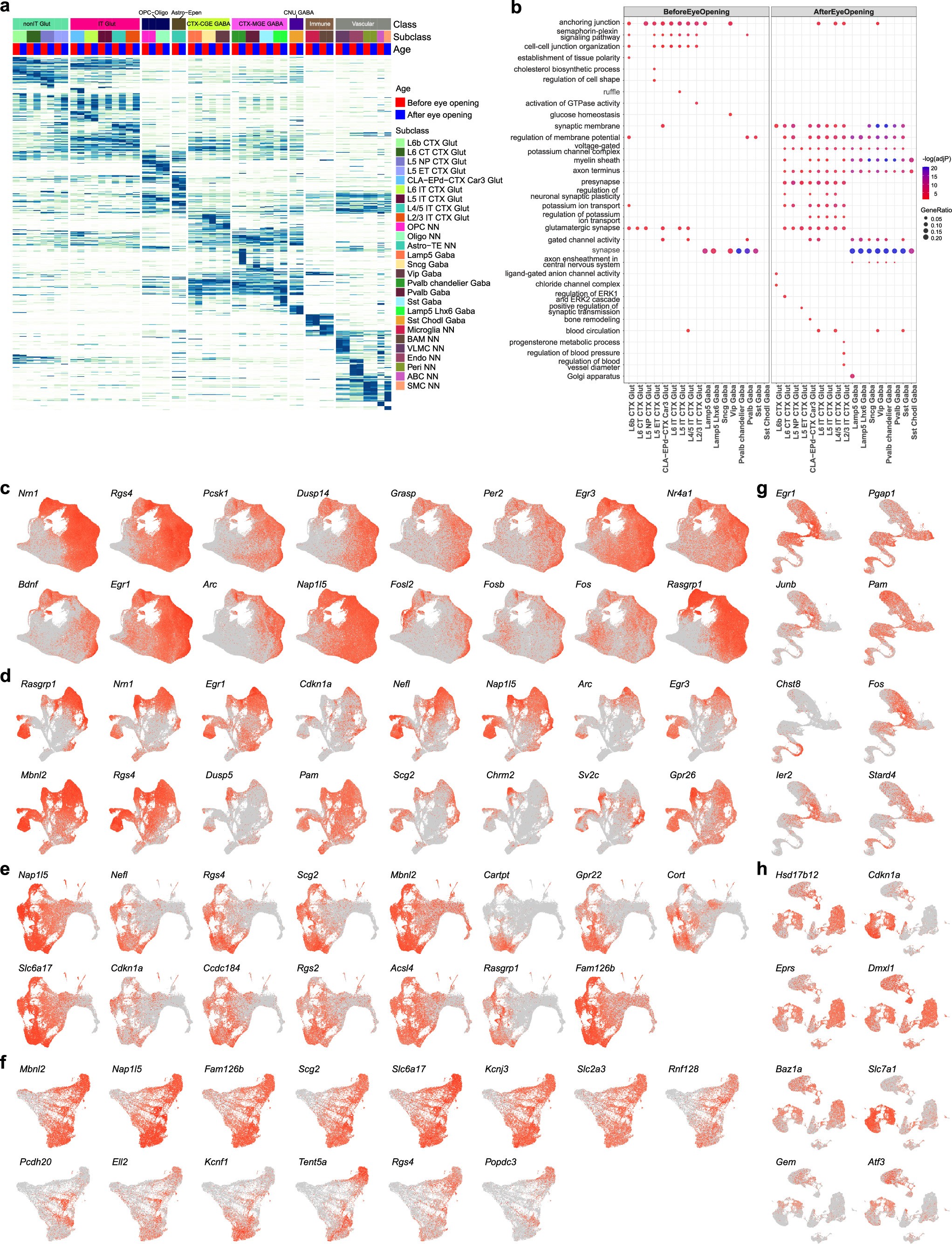 Extended Data Fig. 12: Gene expression changes before and after eye opening.
