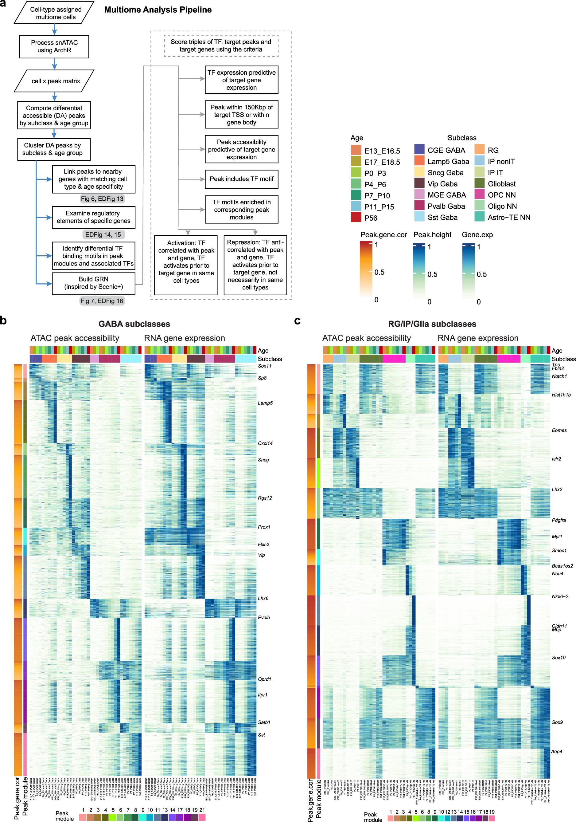 Extended Data Fig. 13: Correspondence of chromatin accessibility and gene expression across GABAergic and glial cell types and ages during development.