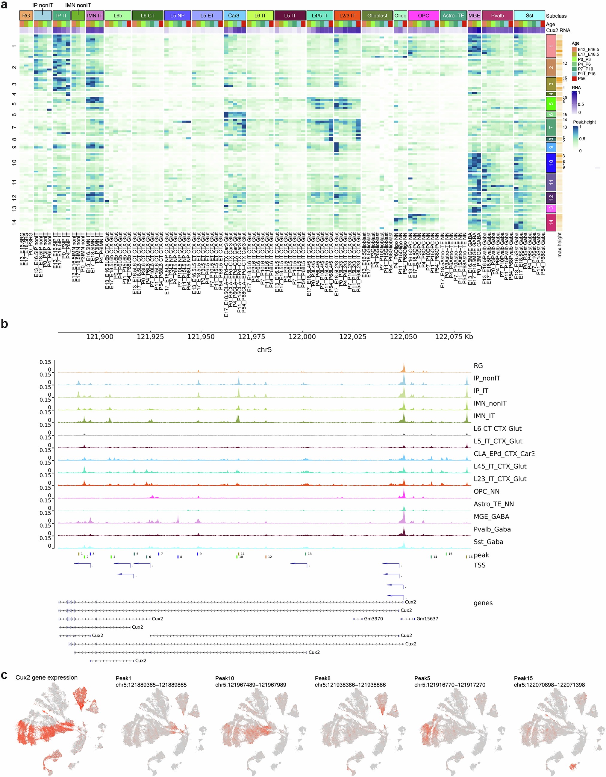 Extended Data Fig. 14: Differential accessibility peaks associated with the Cux2 gene in different cell types or different developmental ages.