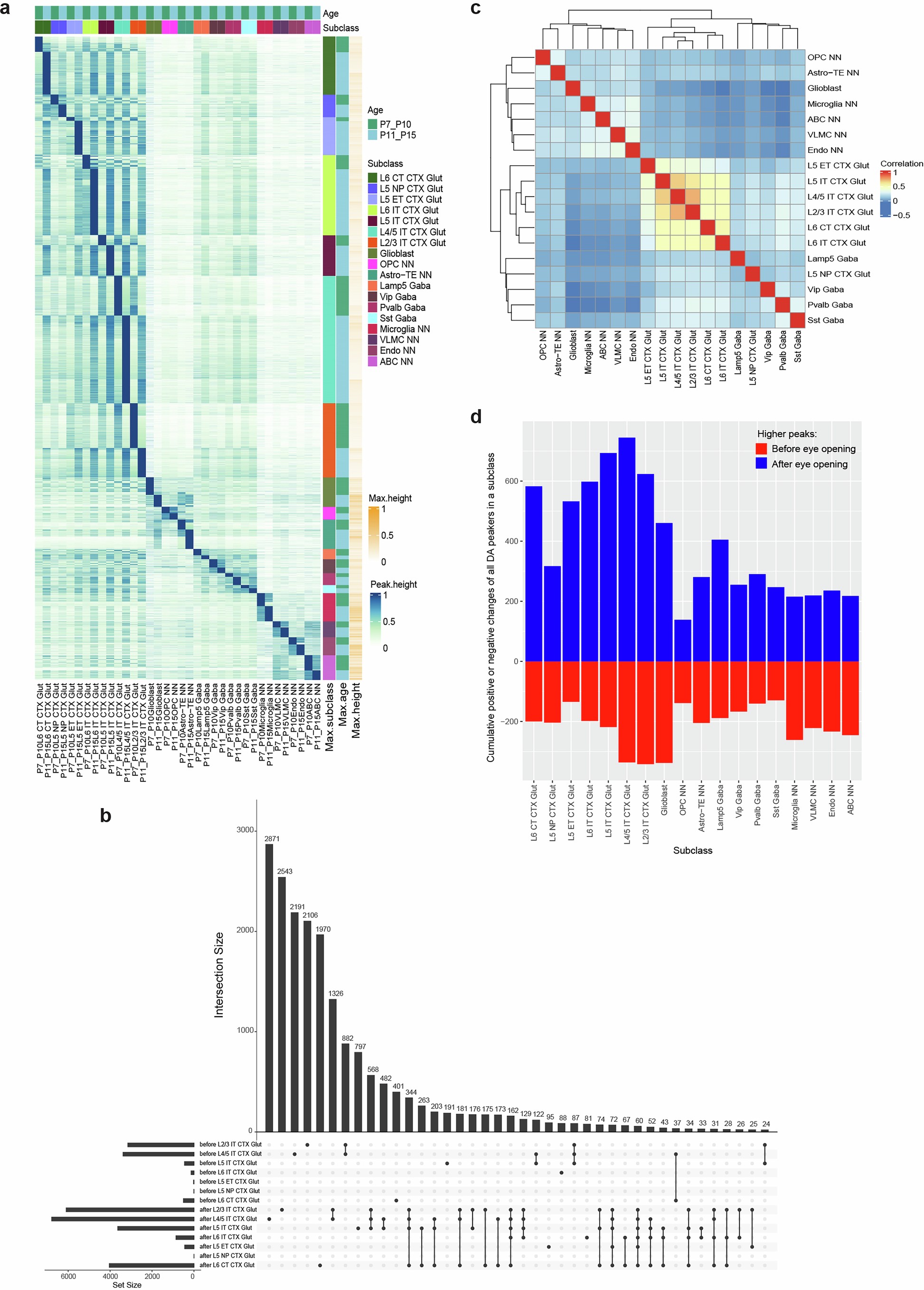 Extended Data Fig. 17: Cell-type specific chromatin accessibility changes before and after eye opening.