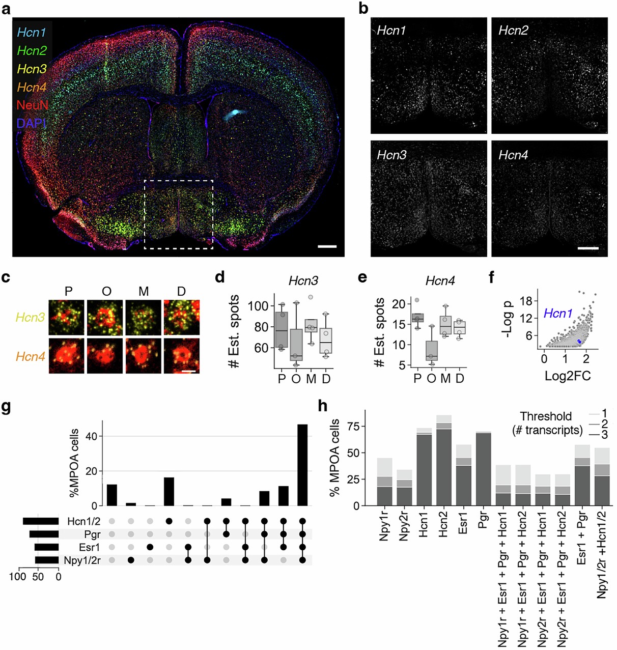 Extended Data Fig. 7: Hcn expression in the MPOA and co-expression with Pgr, Esr1 and Npyr.