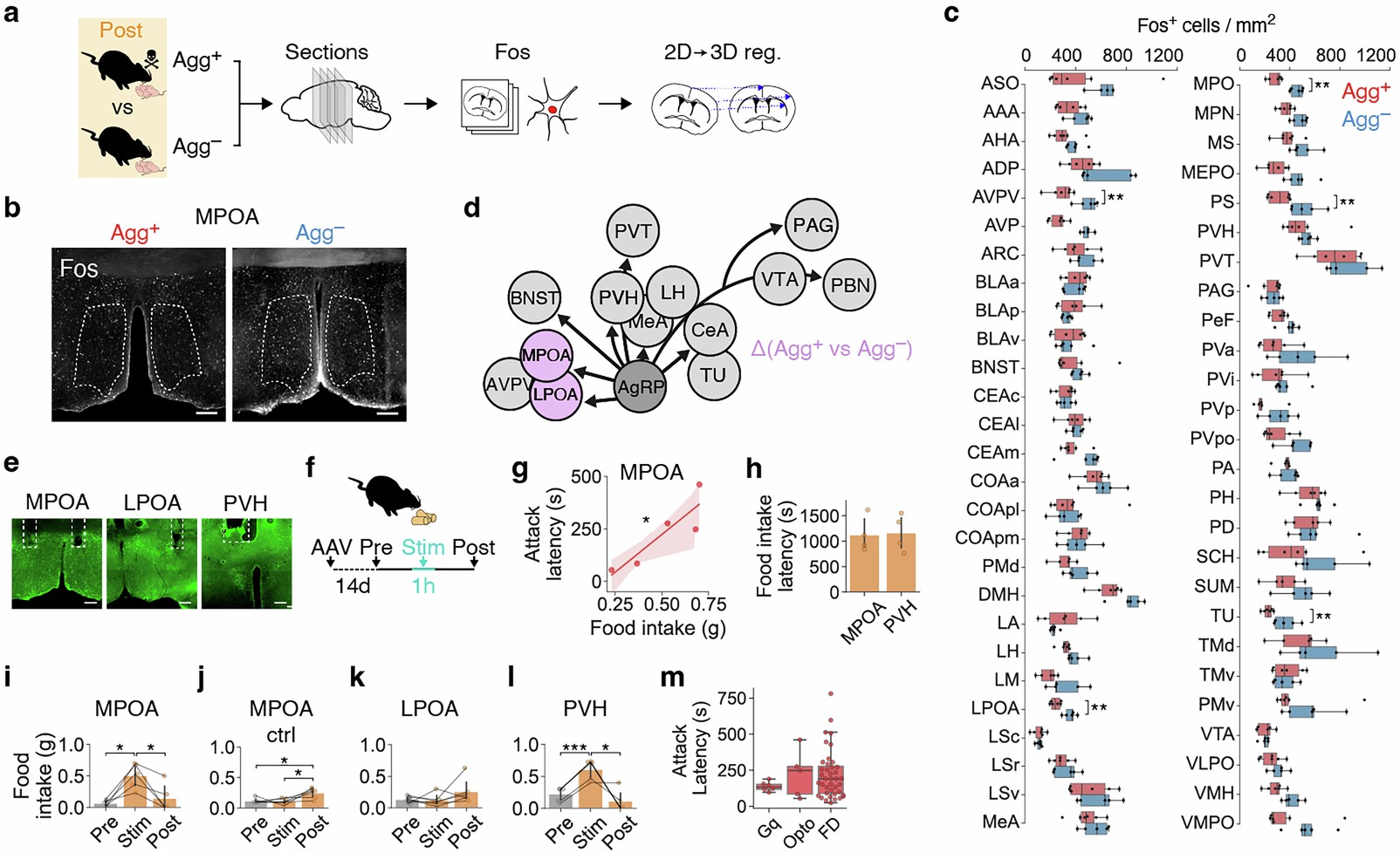 Extended Data Fig. 2: Identification of candidate ArcAgRP targets and optogenetic activation of projections.