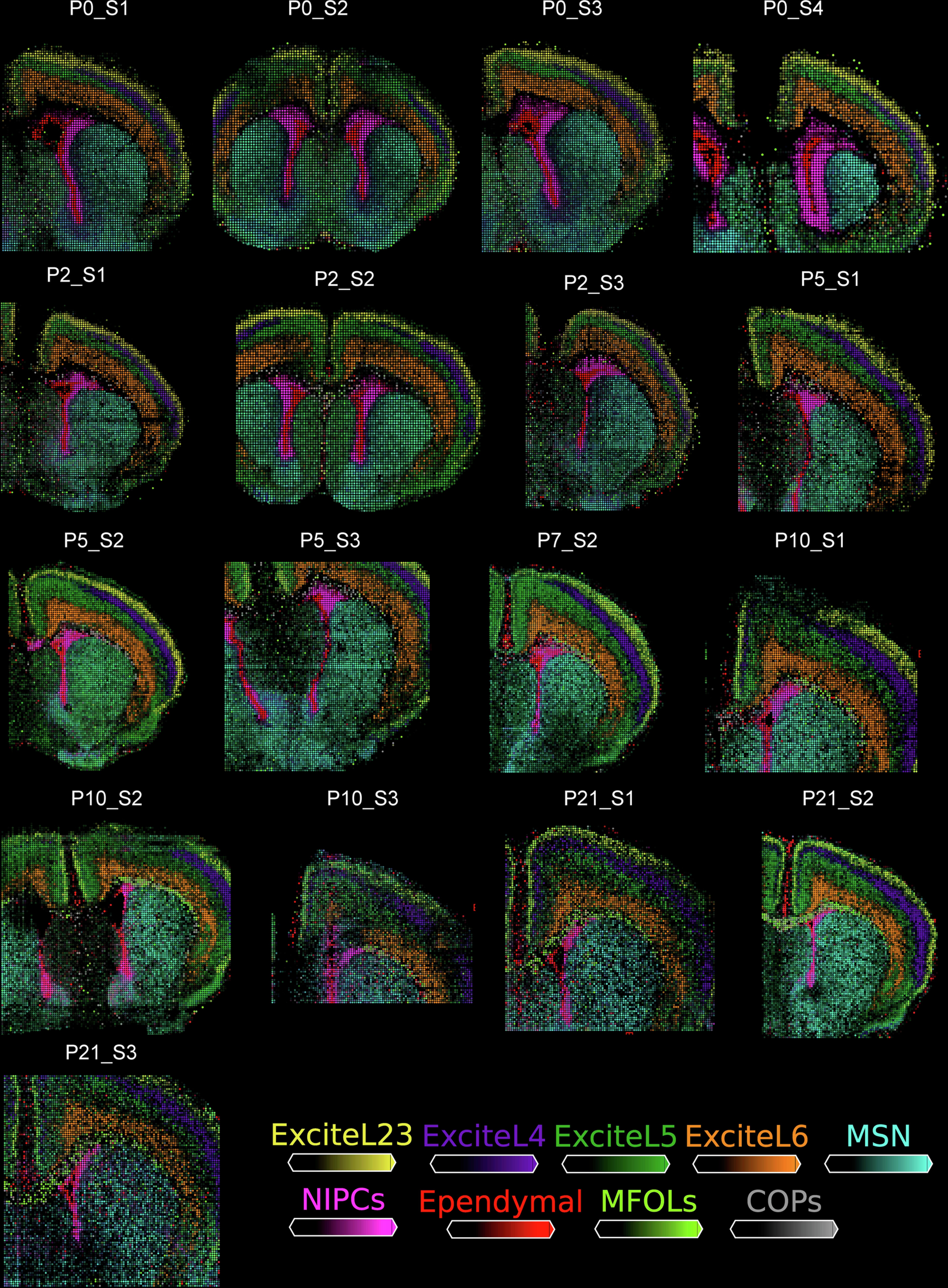 Extended Data Fig. 4: Further analysis of spatial ARP-seq for postnatal mouse brains.