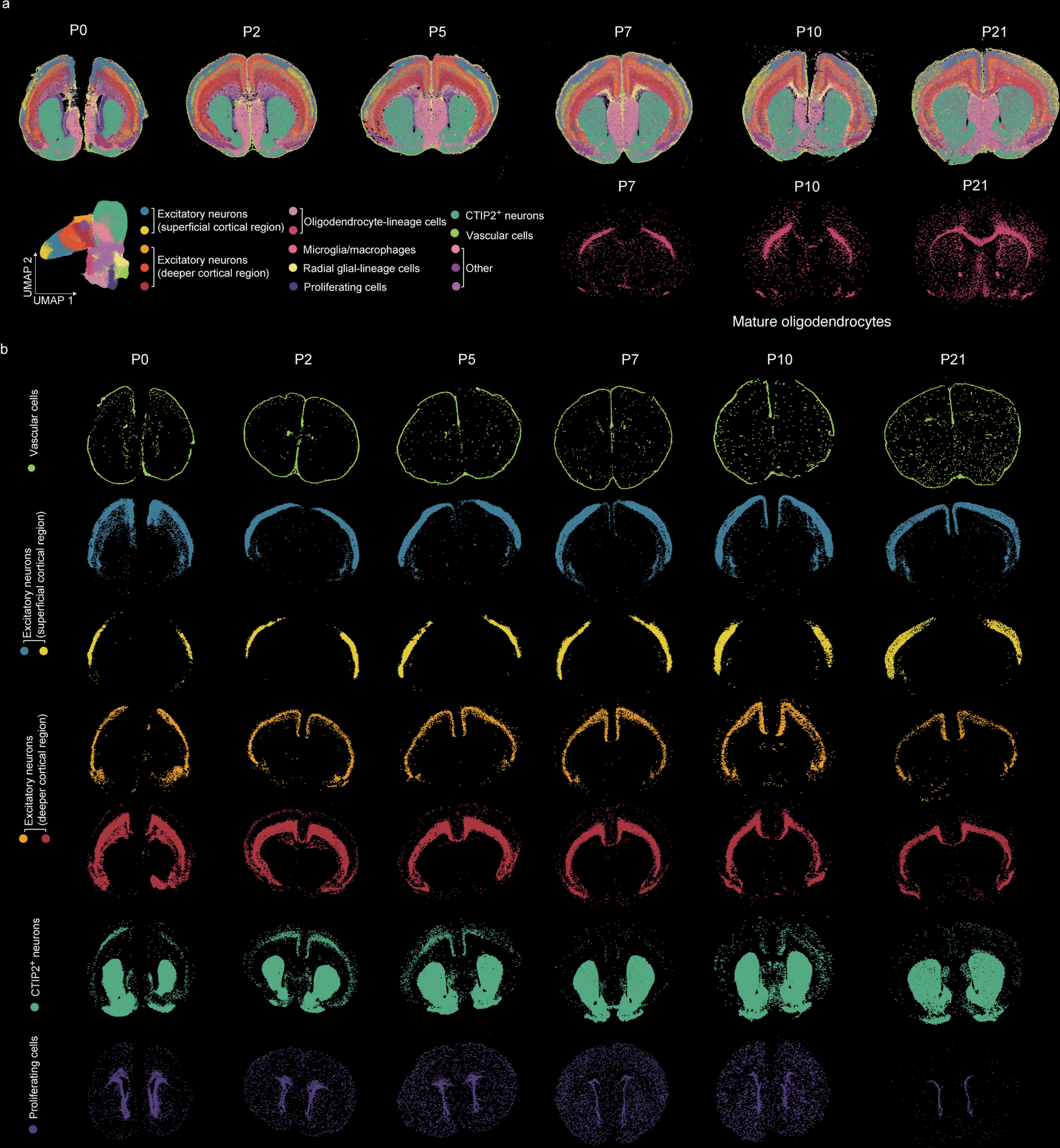 Extended Data Fig. 1: Further data analysis of CODEX images for mouse brains.
