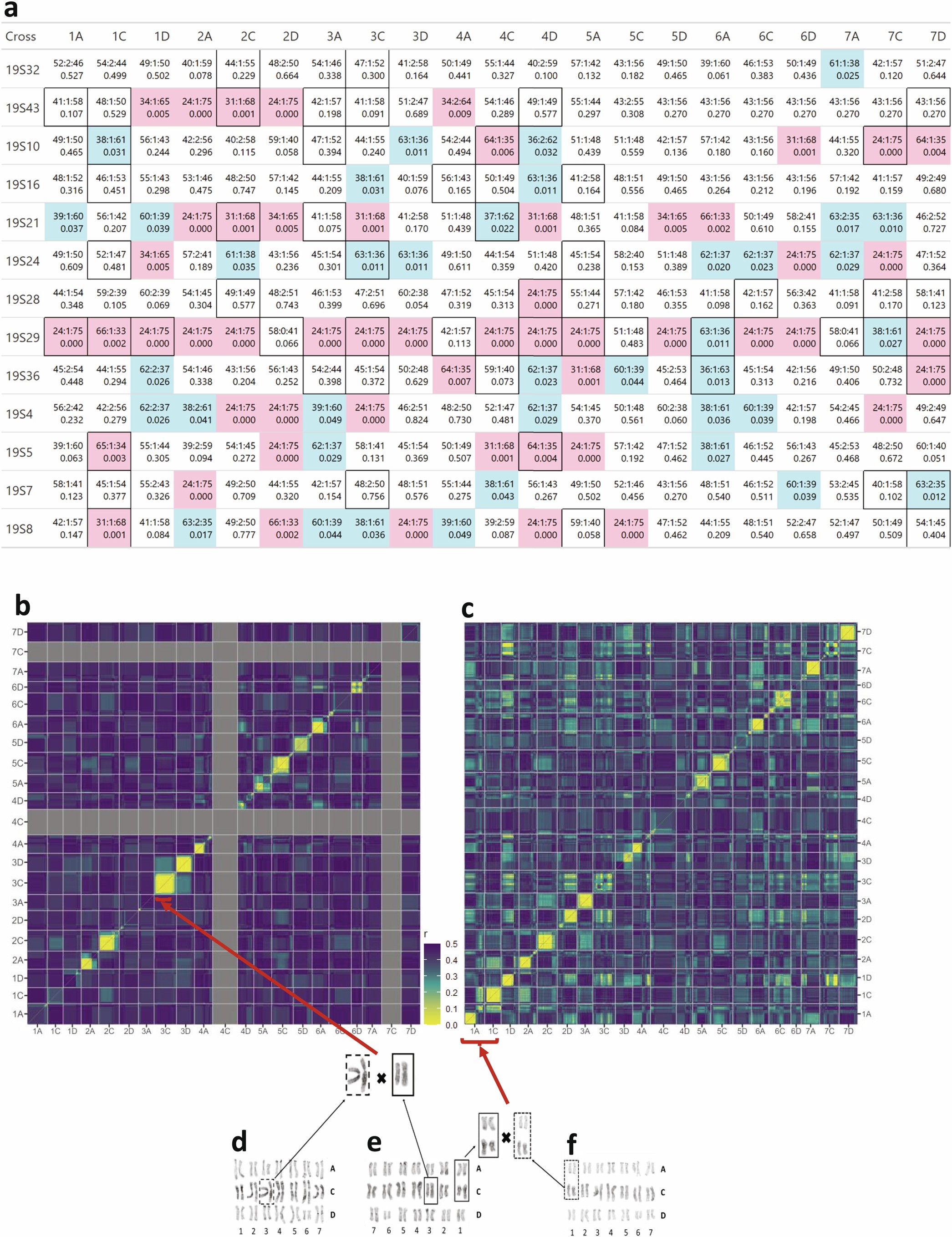 Extended Data Fig. 10: Large-scale chromosomal rearrangements shaped the segregation and recombination patterns in progenies of 13 crosses from a working oat breeding program.