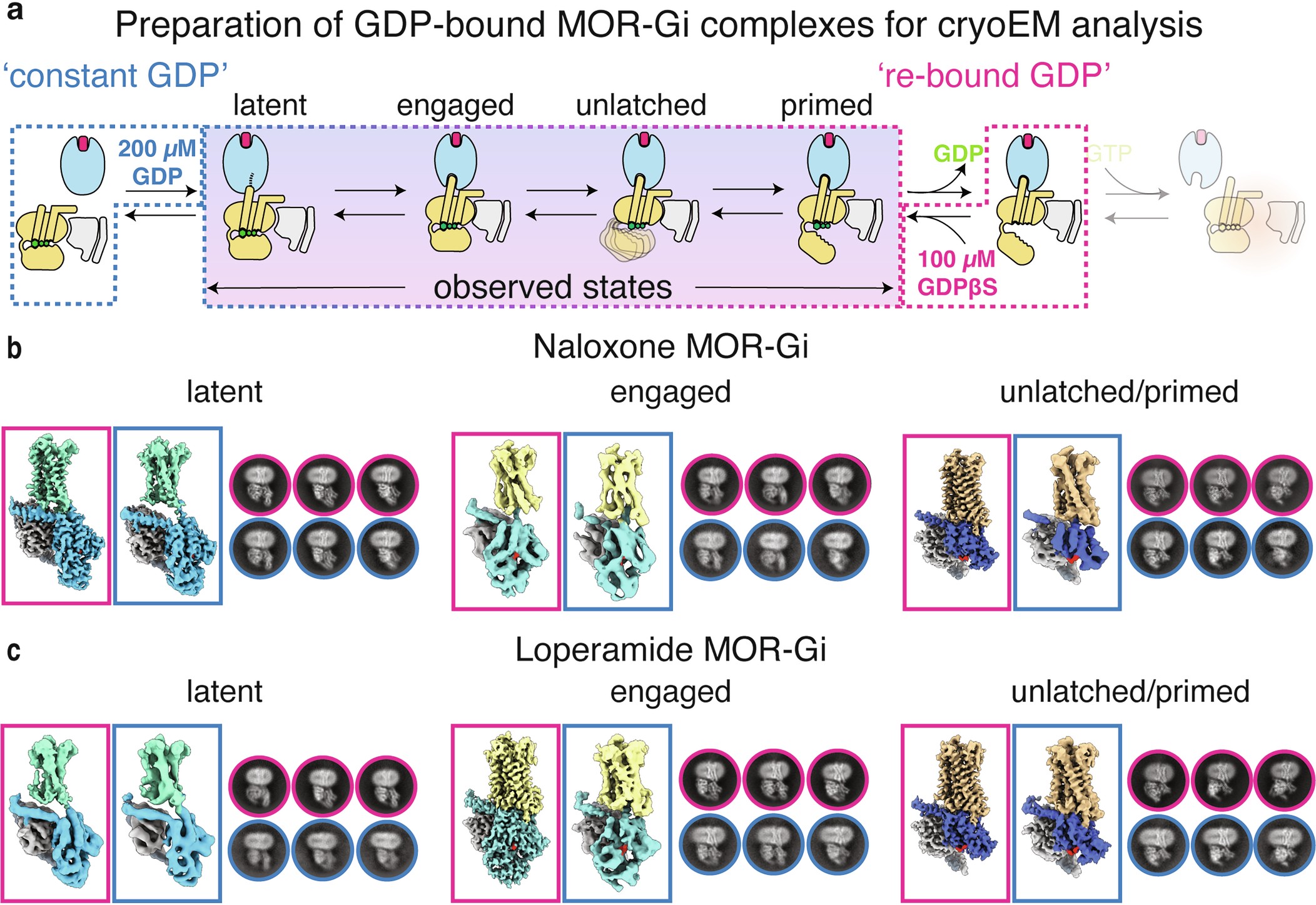 Extended Data Fig. 6: Comparison of two biochemical approaches to obtain GDP-bound MOR-Gαi complexes for cryoEM analysis: GDP ‘constant GDP’ versus ‘re-bound GDP’.