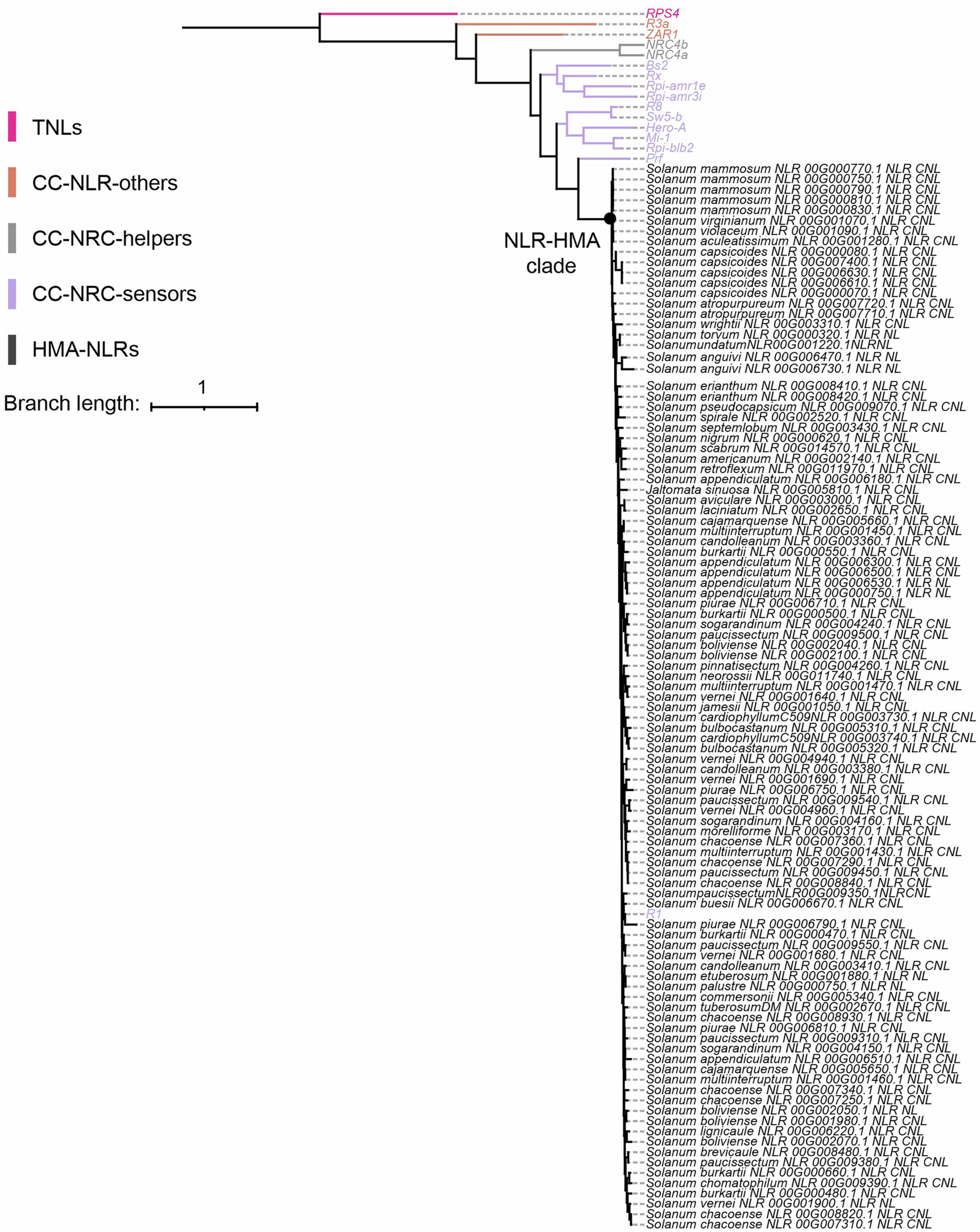Extended Data Fig. 7: Phylogenetic relationships among NLRs with HMA in Solanaceae.