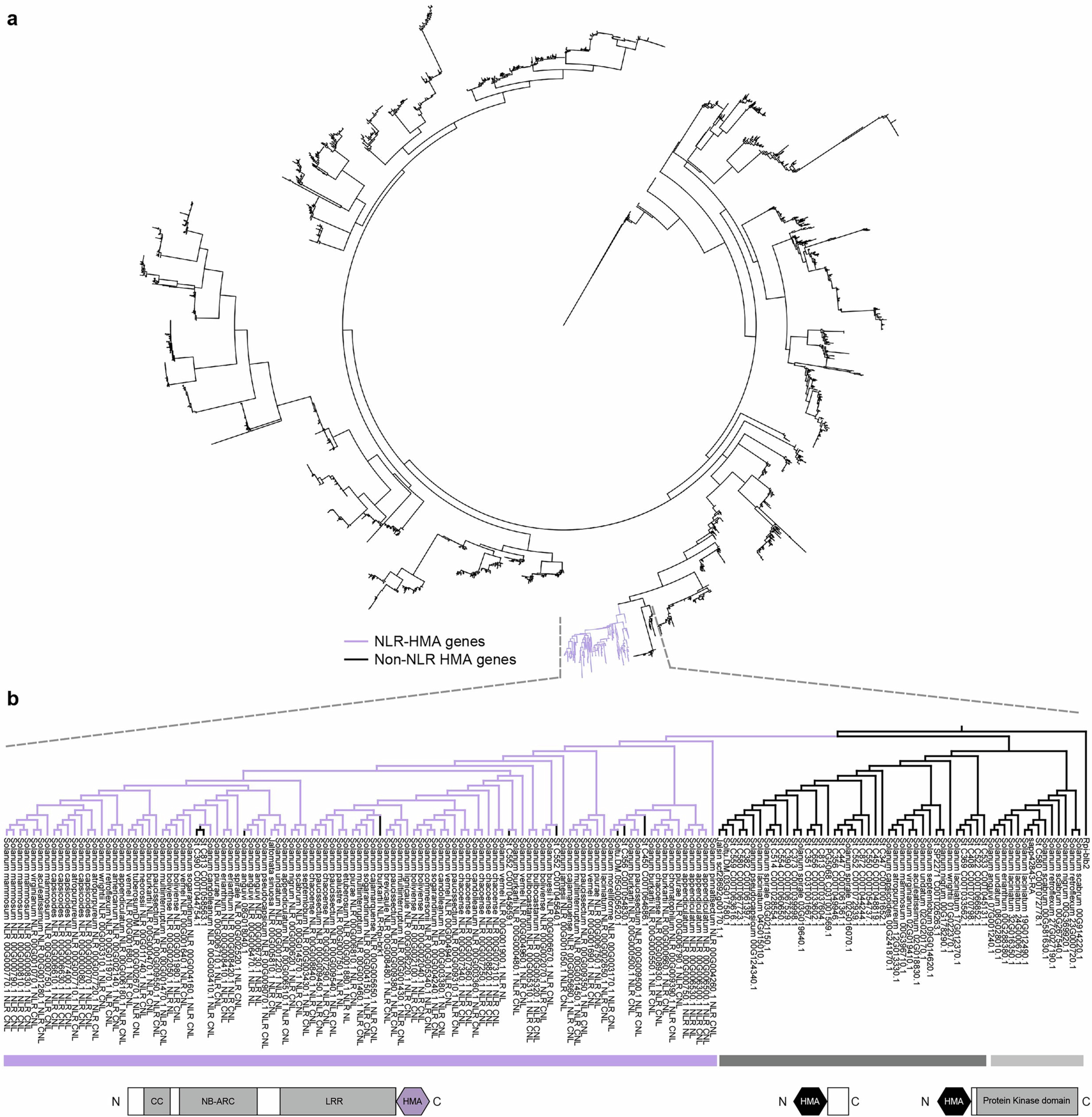Extended Data Fig. 8: Phylogenetic analyses of HMA-containing genes in Solanaceae species.