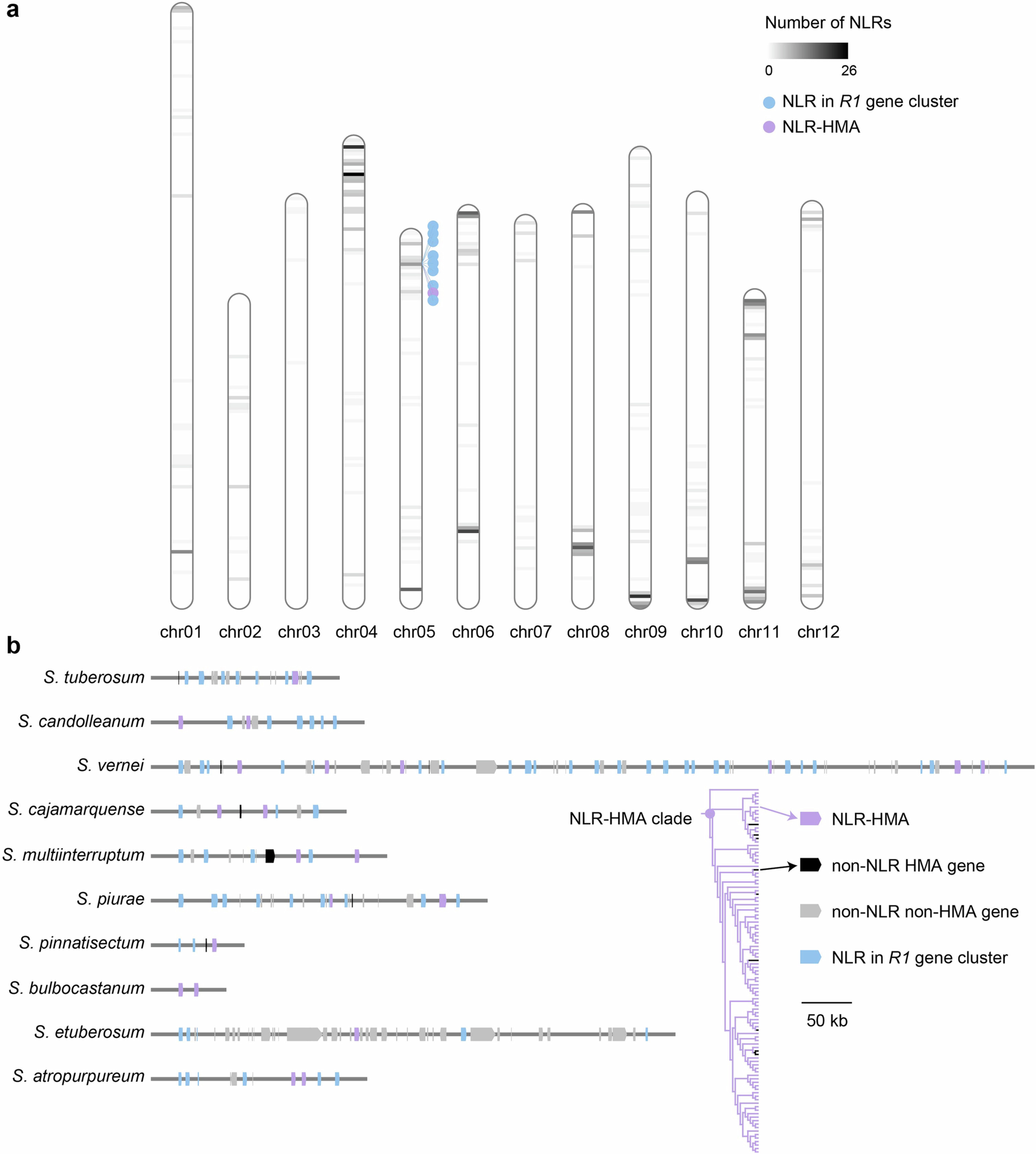 Extended Data Fig. 9: Genomic distribution of NLR-HMA and related genes.