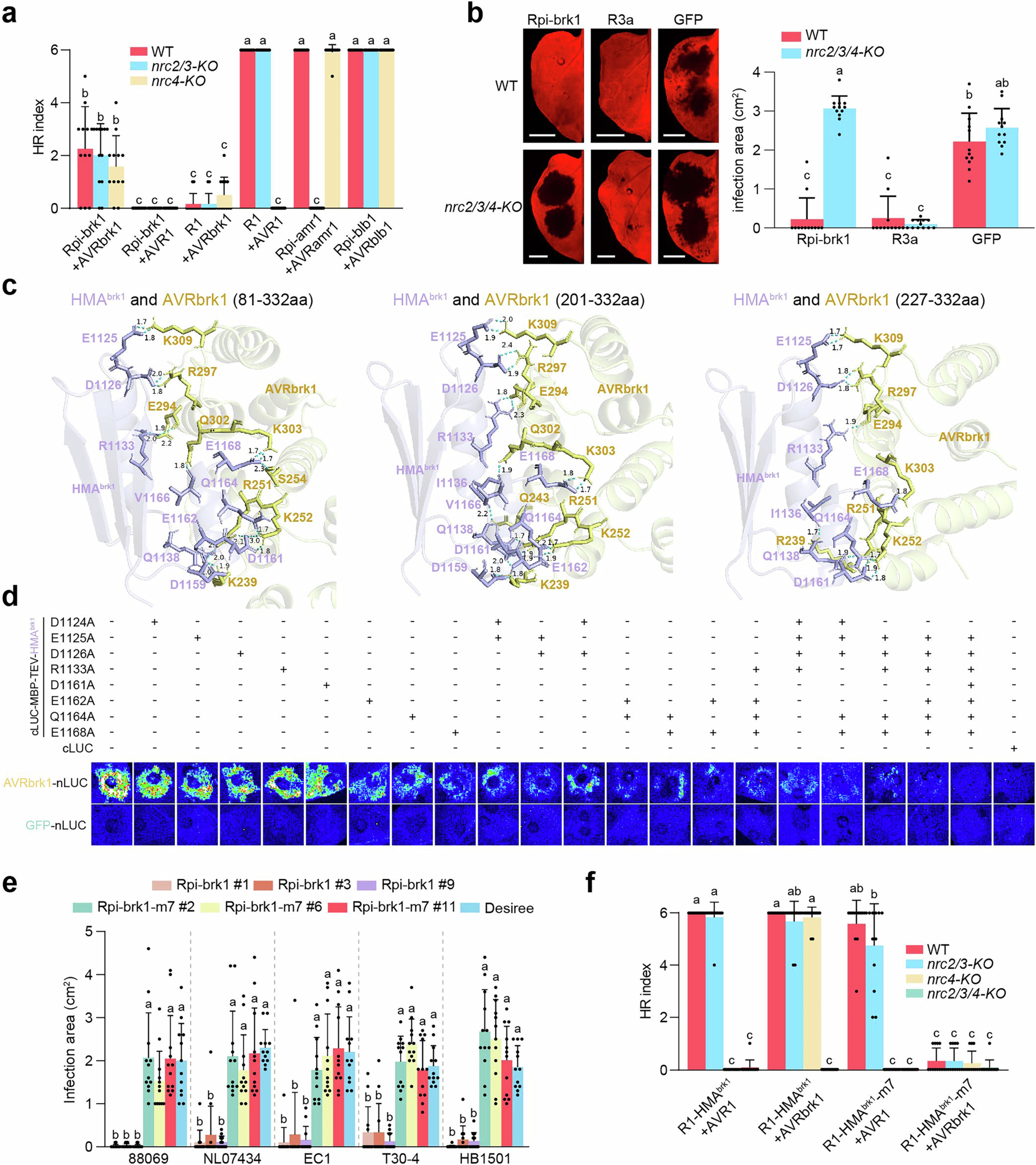 Extended Data Fig. 10: Protein complex of HMAbrk1 and AVRbrk1.