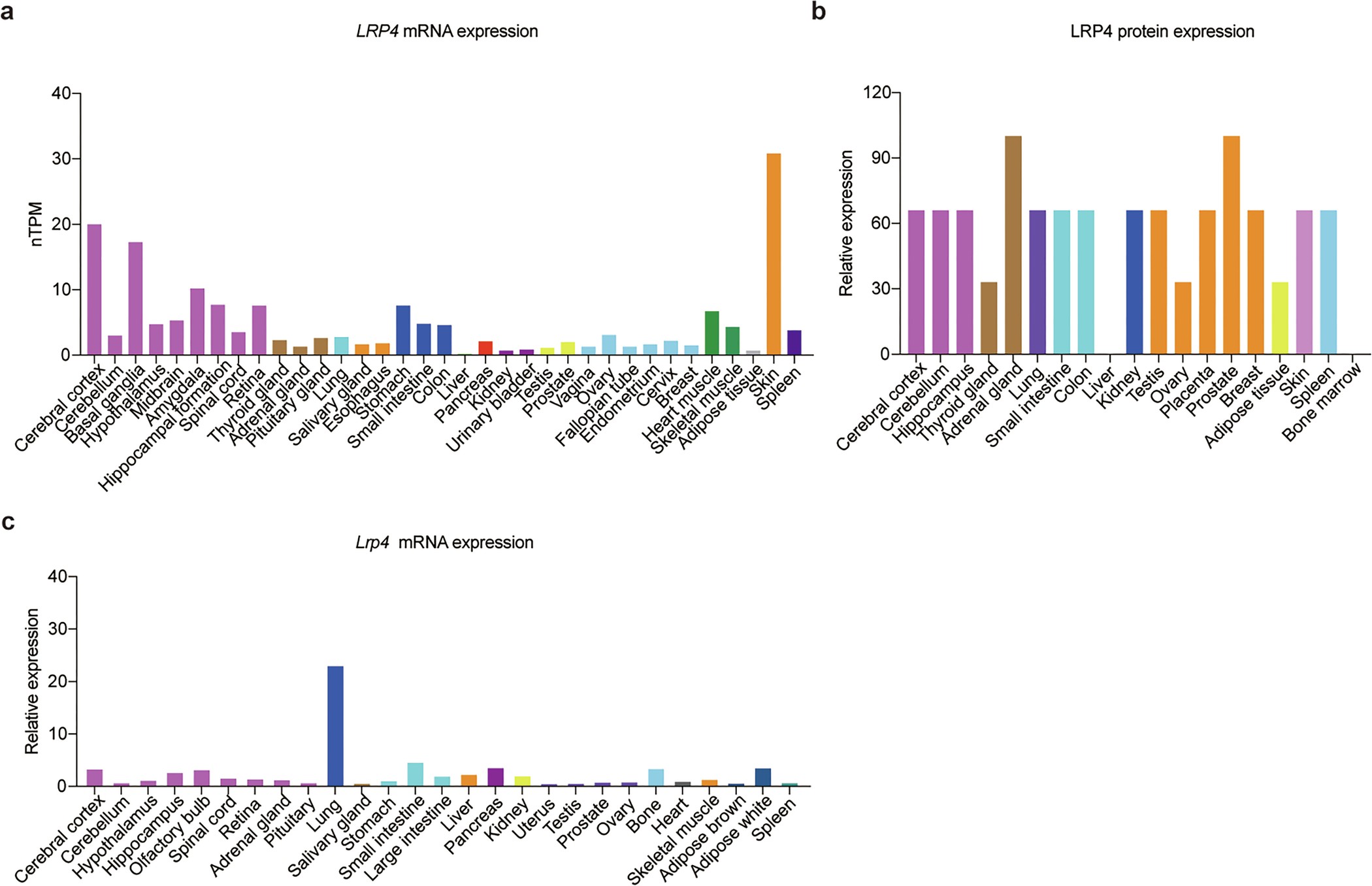 Extended Data Fig. 5: LRP4 mRNA expression pattern in humans and mice.