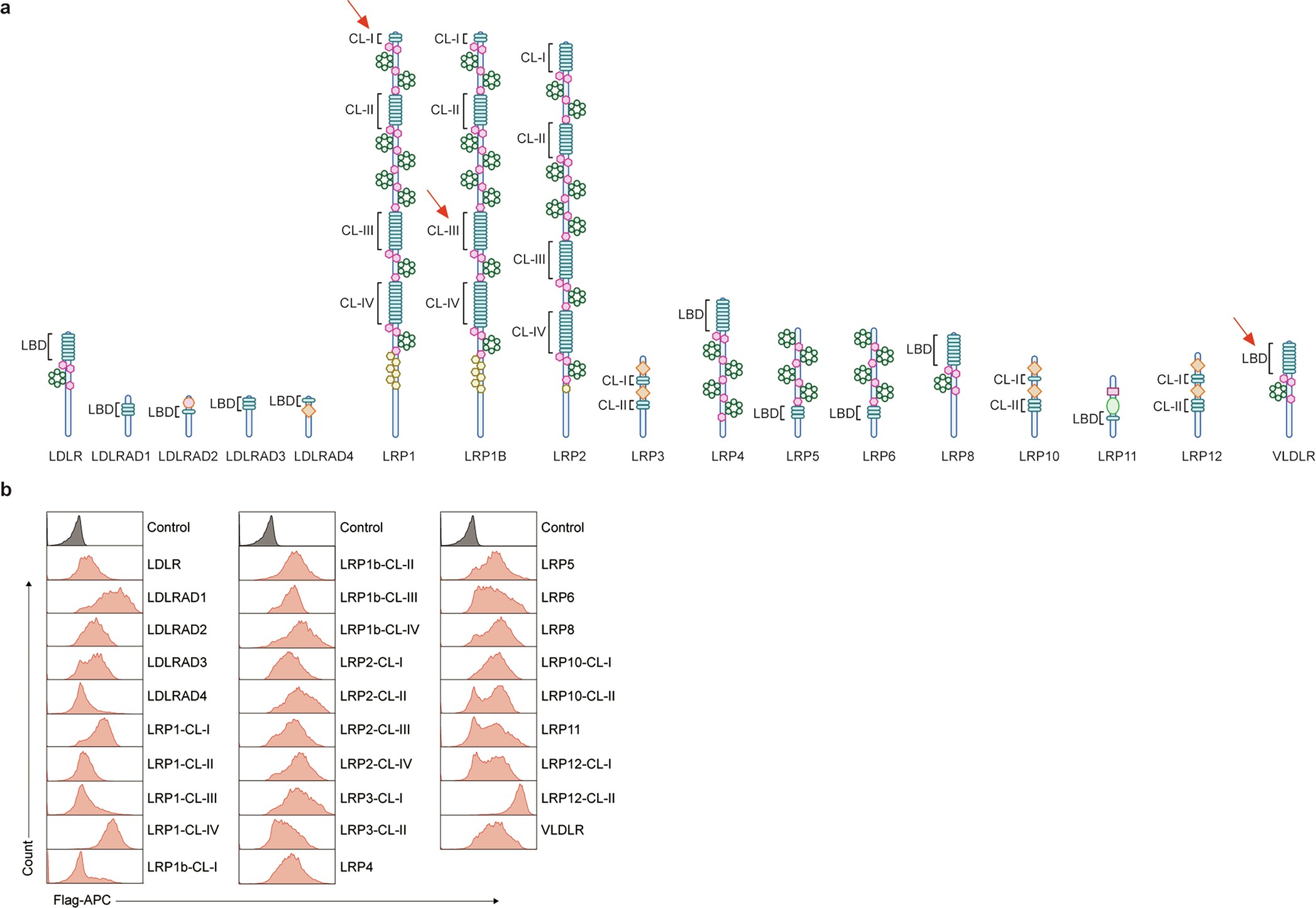 Extended Data Fig. 7: Ectopic expression of LDLR family members.