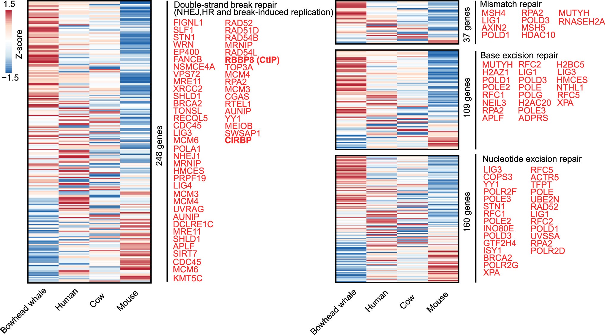 Extended Data Fig. 8: Transcriptomic analysis of DNA repair pathway genes across species.